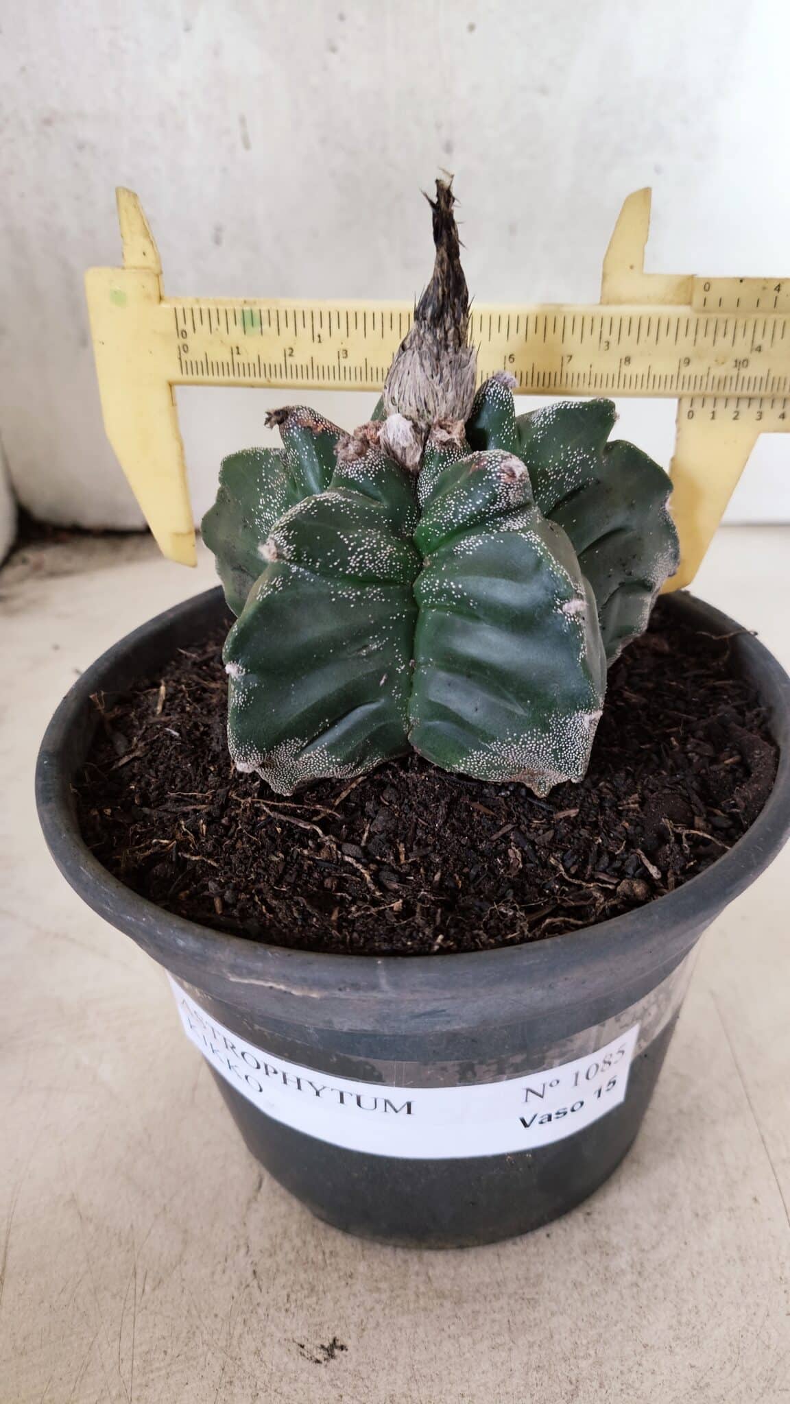 MATRIZ ASTROPHYTUM cv KIKKO Nº 1085 – vaso 15 - foto 5