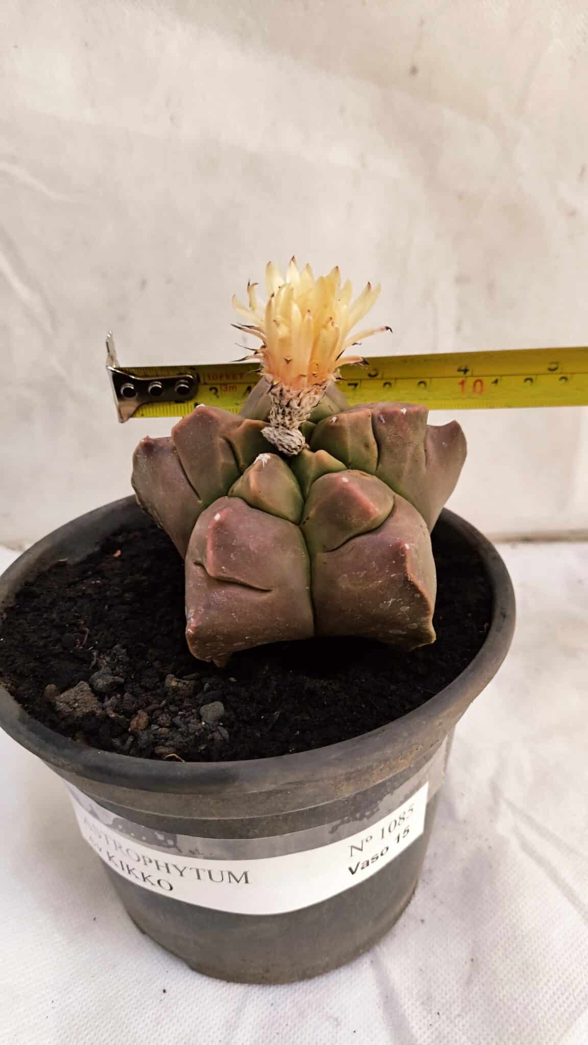 ASTROPHYTUM cv KIKKO Nº 1085  - vaso 15 - foto 4