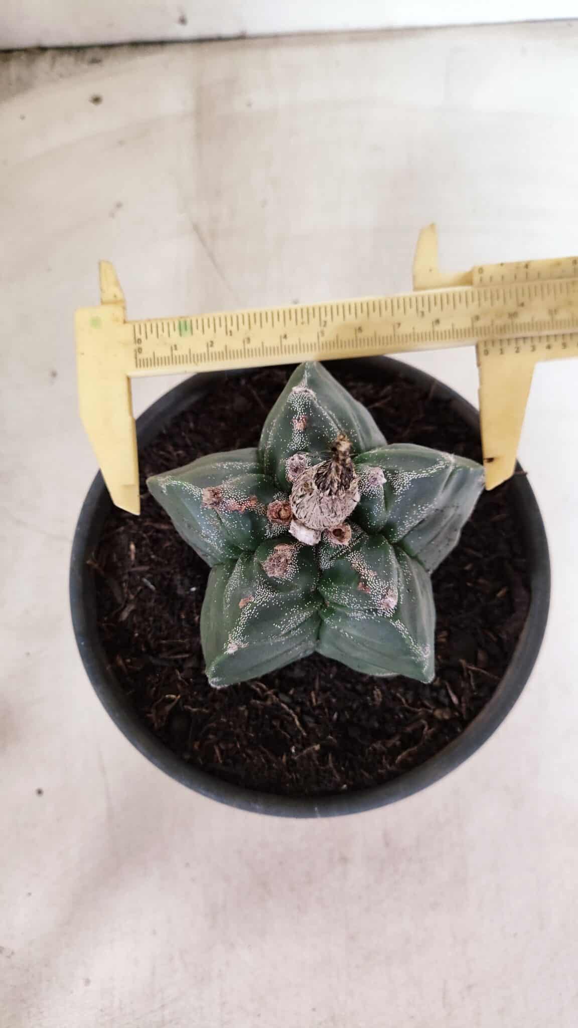 MATRIZ ASTROPHYTUM cv KIKKO Nº 1085 – vaso 15 - foto 4