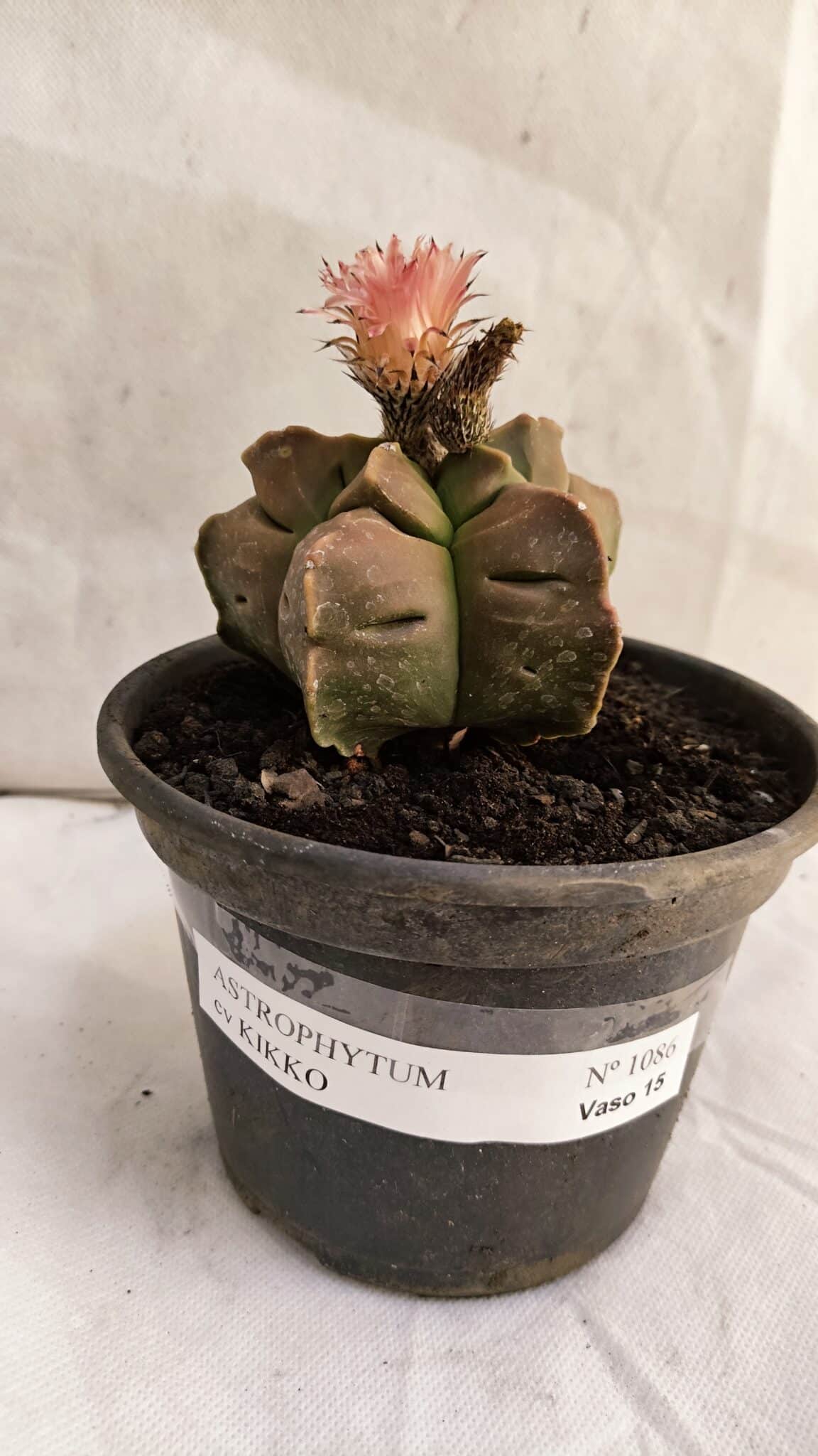 ASTROPHYTUM cv KIKKO Nº 1086  - vaso 15 - foto 2