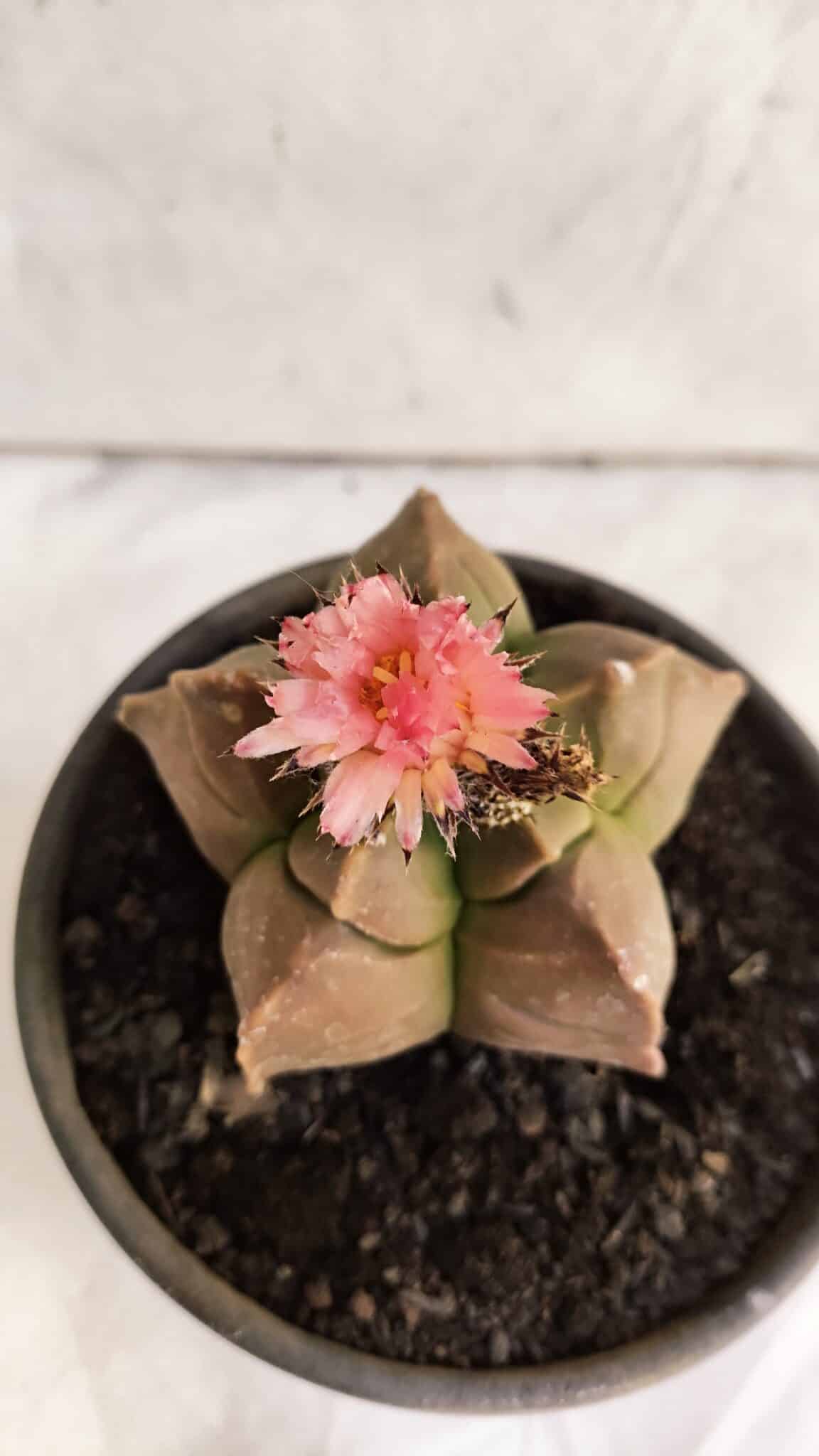 ASTROPHYTUM cv KIKKO Nº 1086  - vaso 15 - foto 7