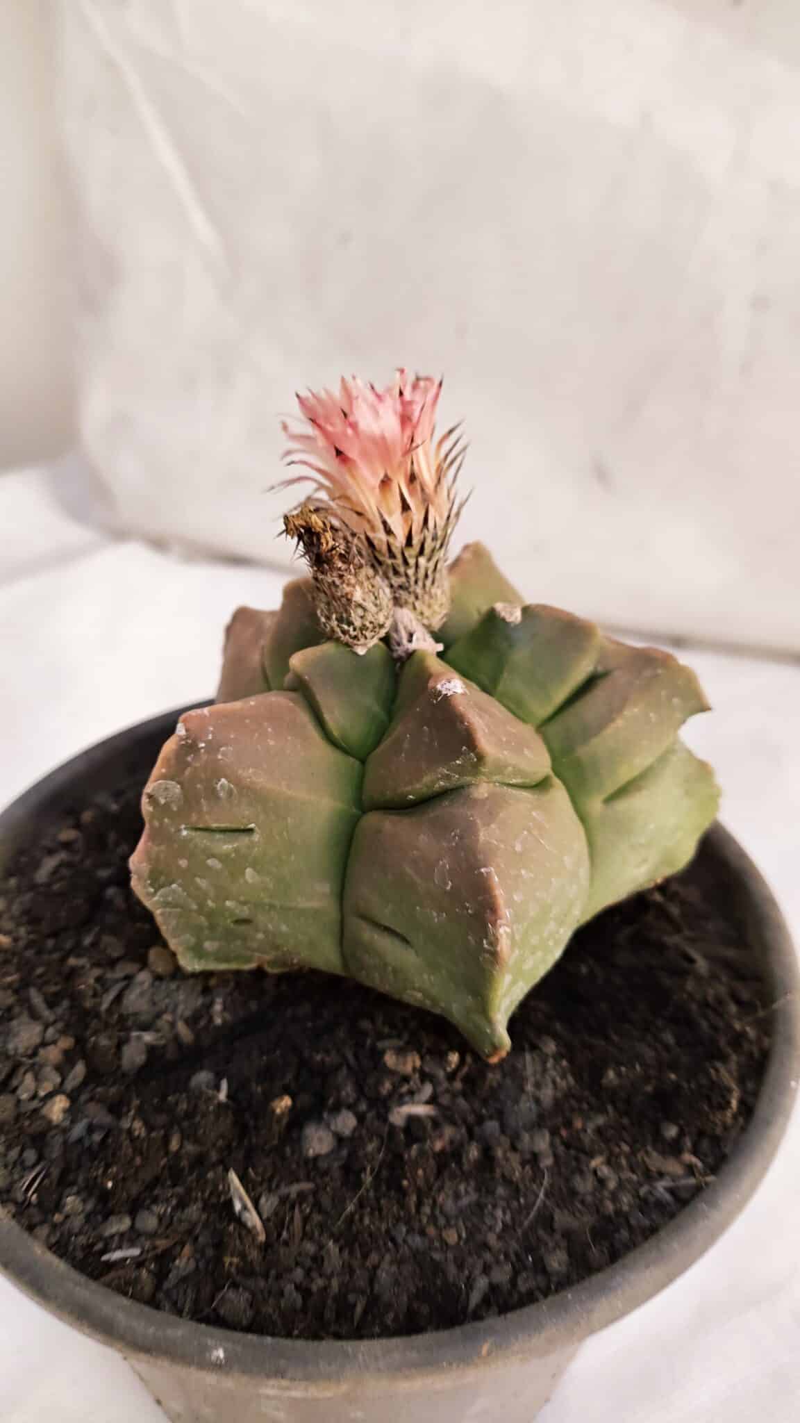 ASTROPHYTUM cv KIKKO Nº 1086  - vaso 15 - foto 8
