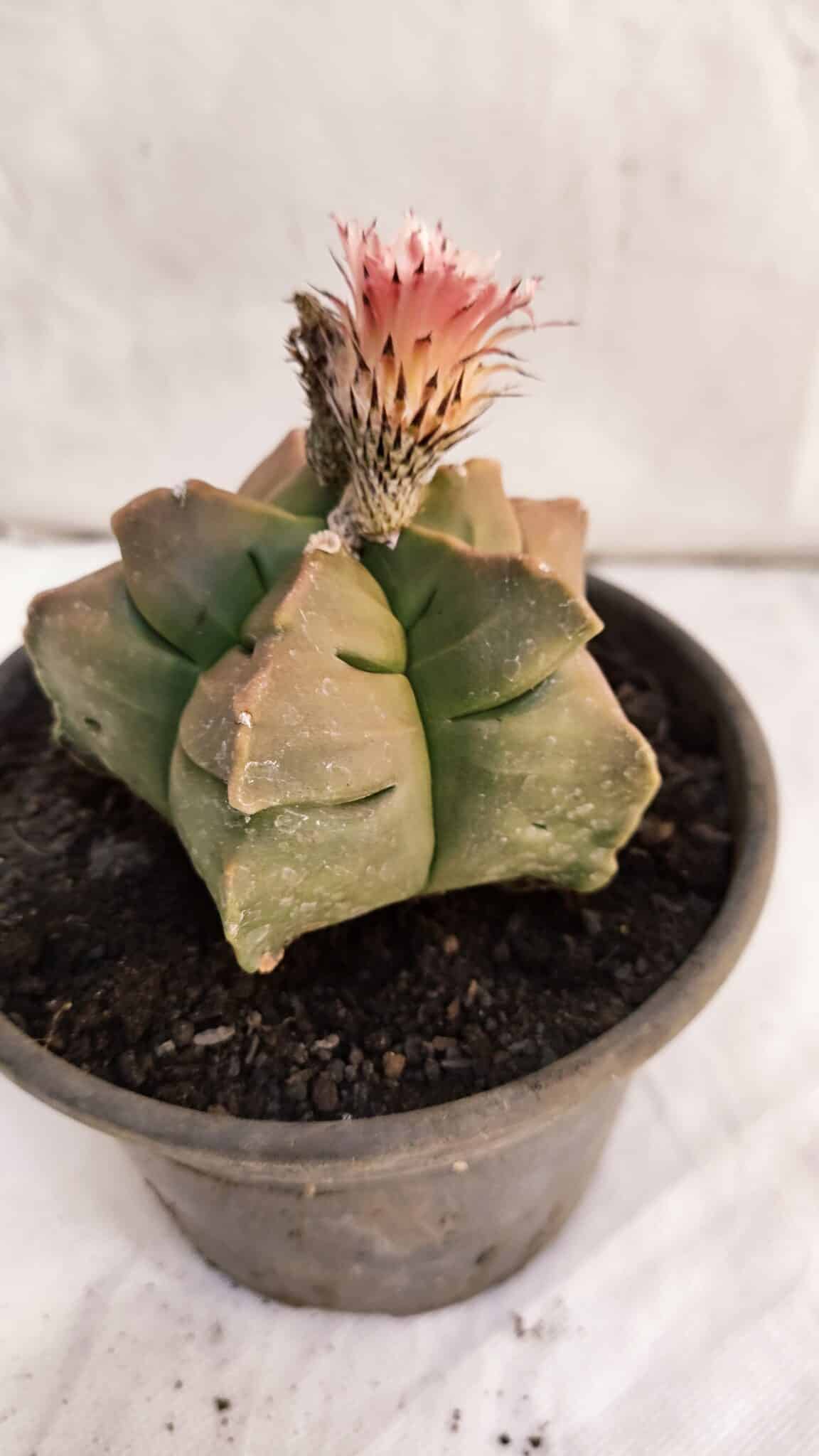 ASTROPHYTUM cv KIKKO Nº 1086  - vaso 15 - foto 6