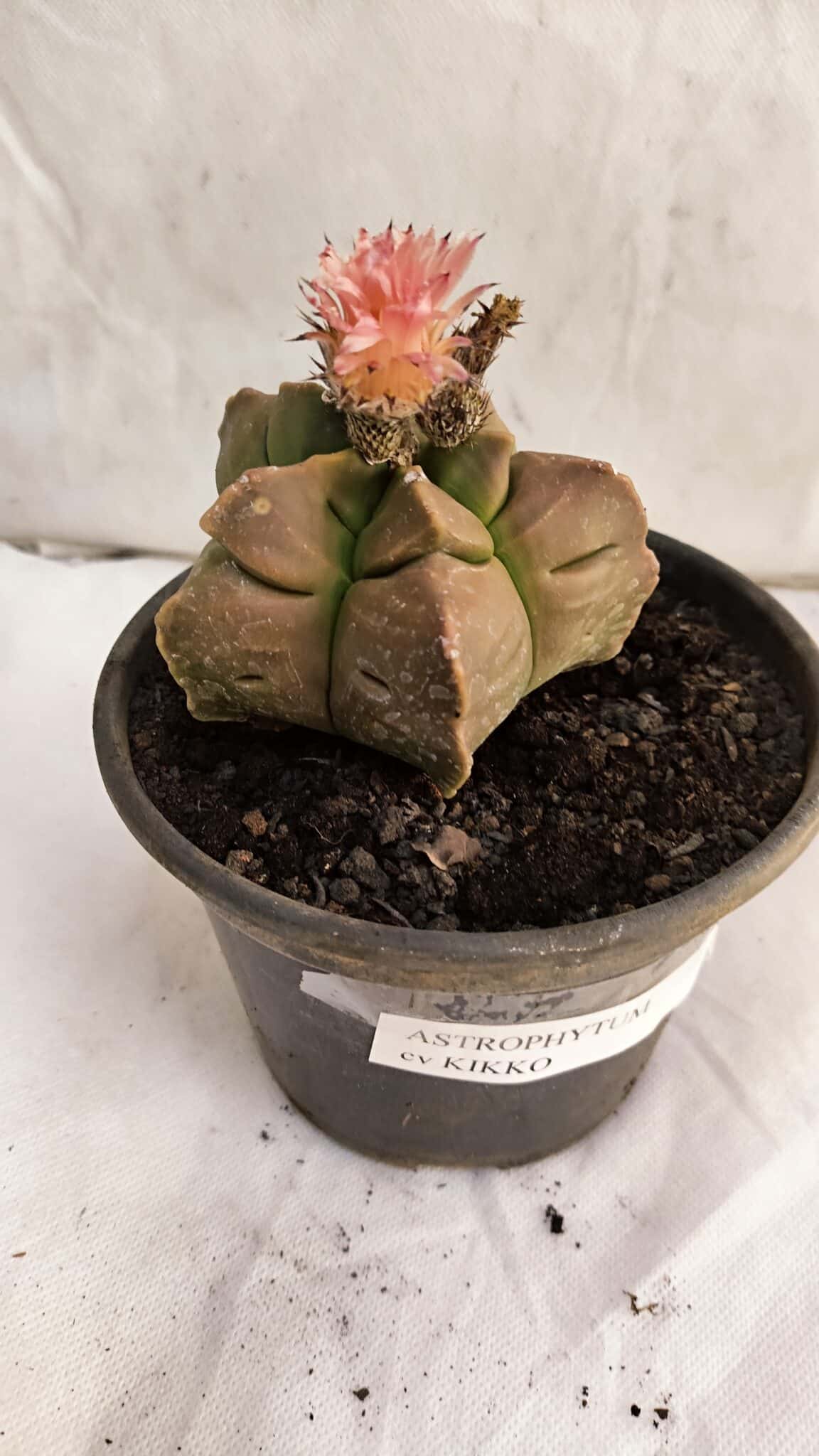 ASTROPHYTUM cv KIKKO Nº 1086  - vaso 15 - foto 5