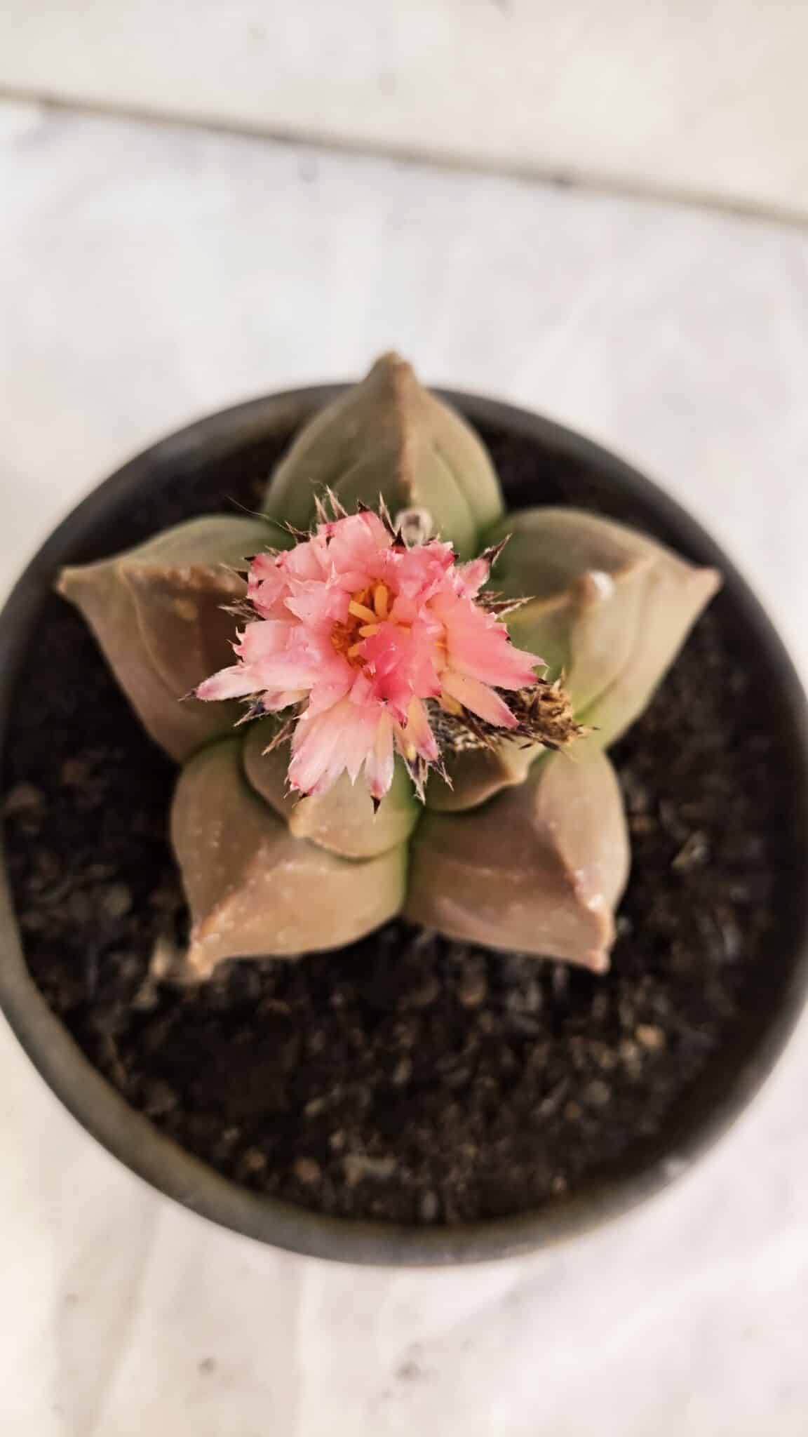 ASTROPHYTUM cv KIKKO Nº 1086  - vaso 15 - foto 3