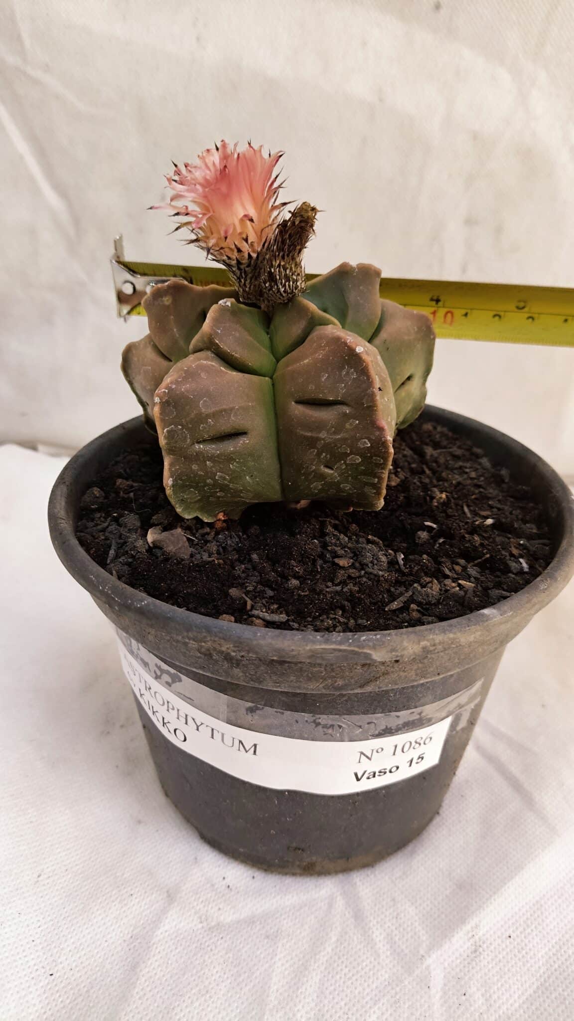 ASTROPHYTUM cv KIKKO Nº 1086  - vaso 15 - foto 4