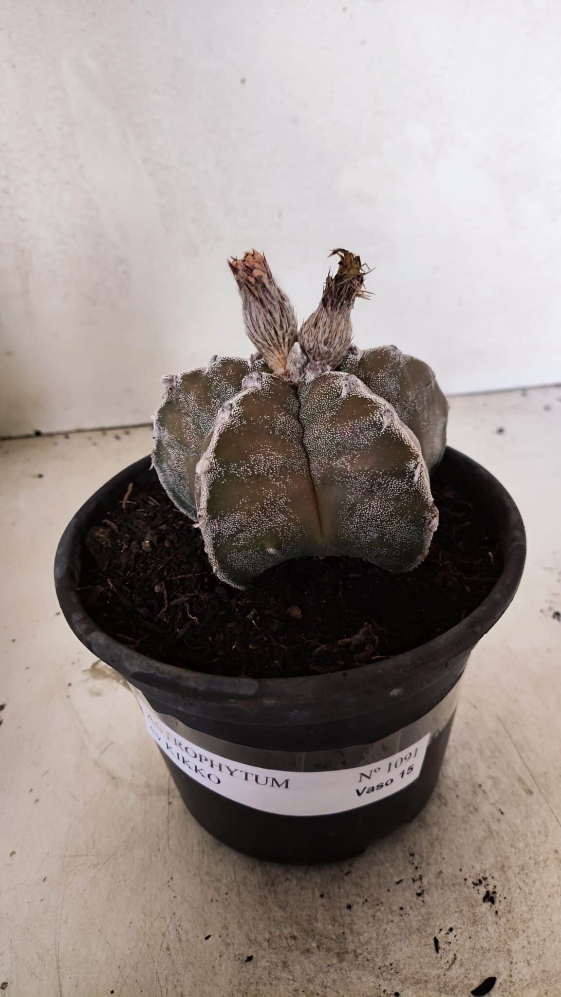 ASTROPHYTUM cv KIKKO Nº 1091 – vaso 15 - foto 2
