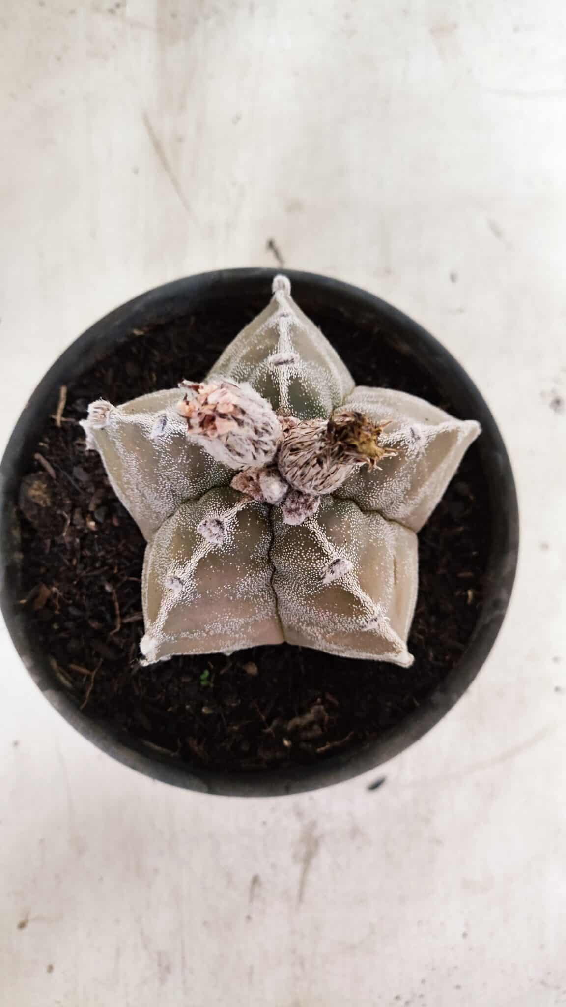 ASTROPHYTUM cv KIKKO Nº 1091 – vaso 15 - foto 9