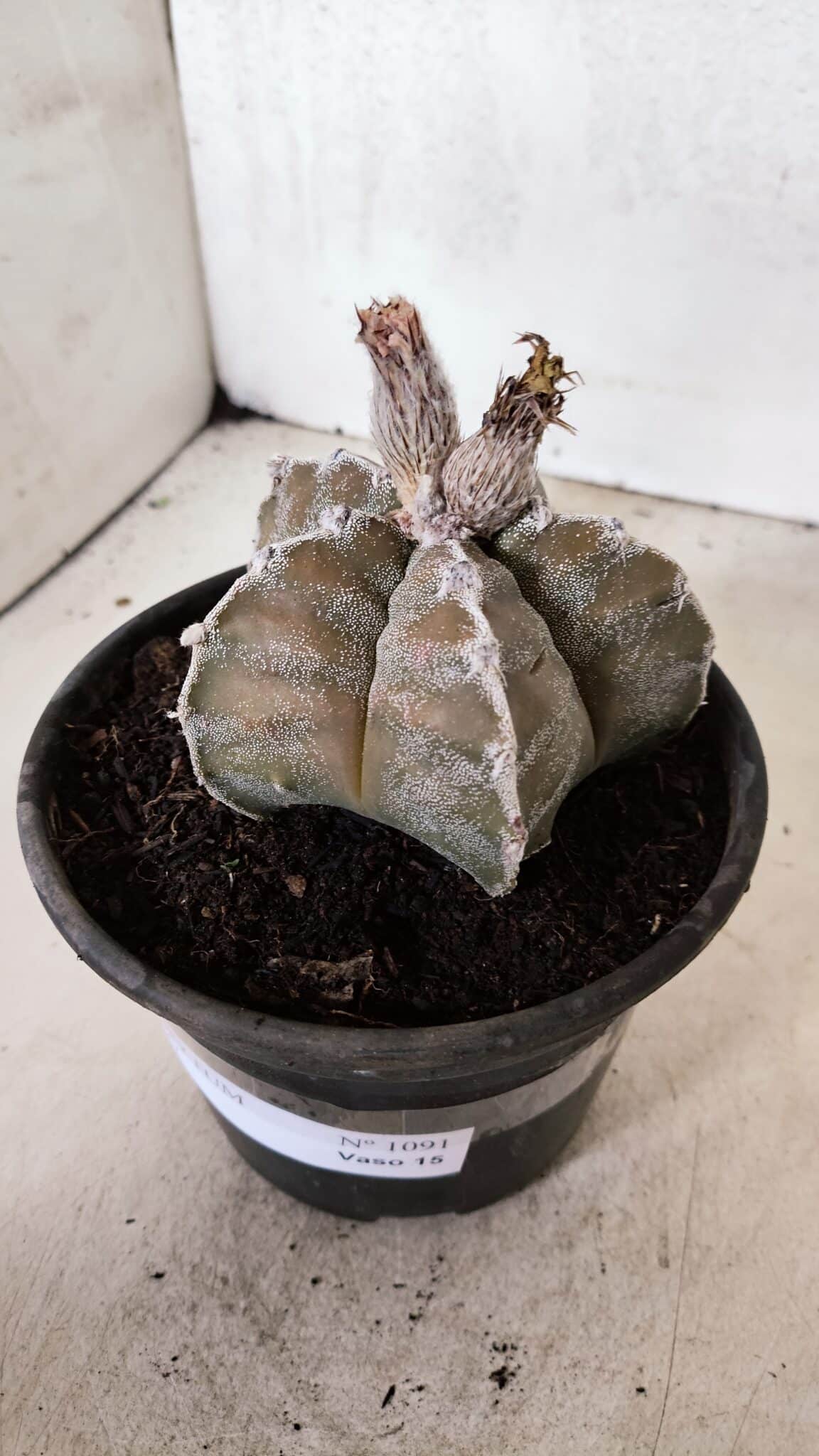 ASTROPHYTUM cv KIKKO Nº 1091 – vaso 15 - foto 8