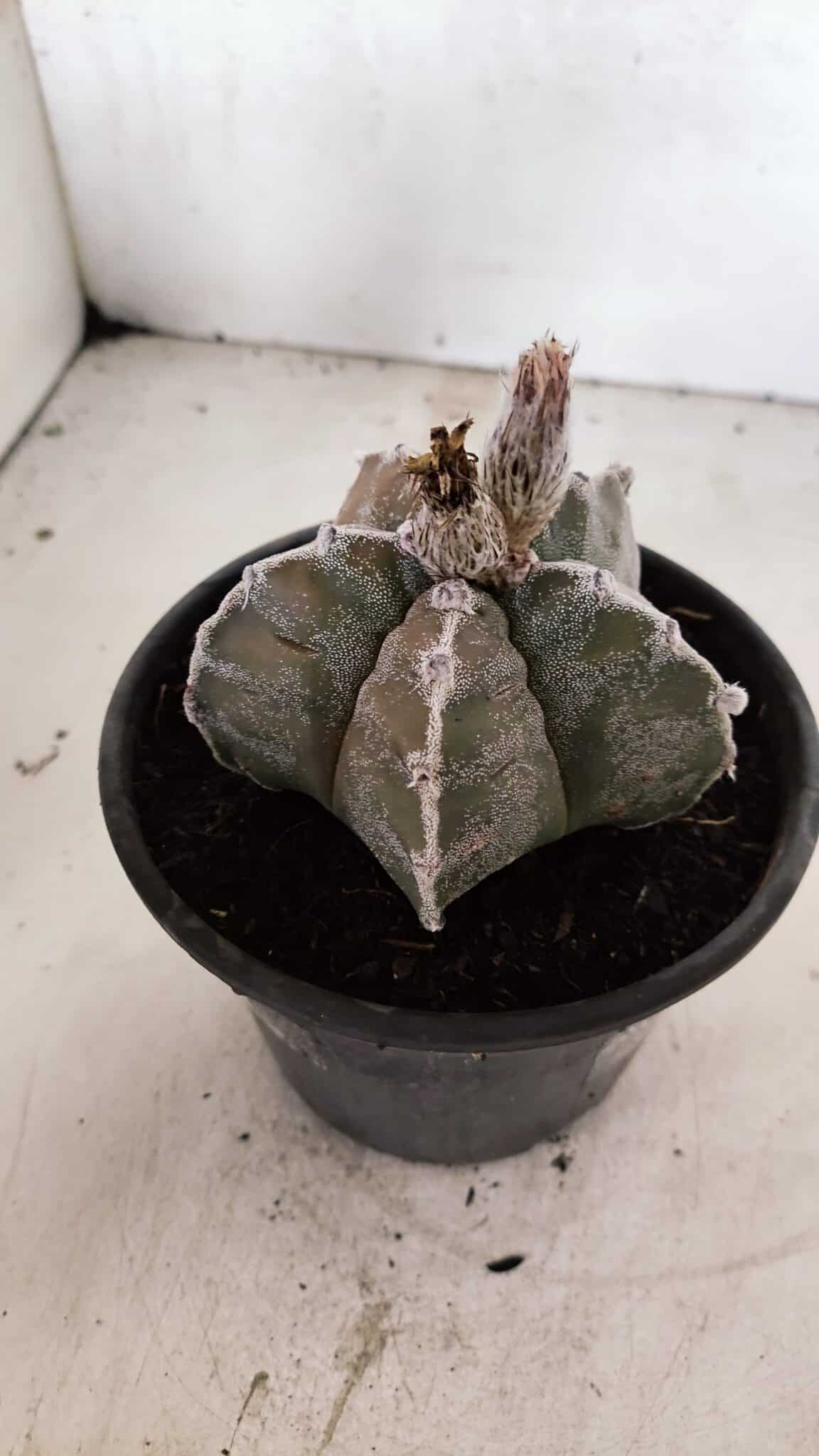 ASTROPHYTUM cv KIKKO Nº 1091 – vaso 15 - foto 7