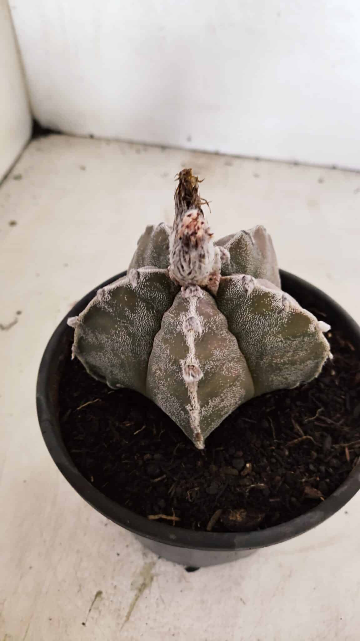ASTROPHYTUM cv KIKKO Nº 1091 – vaso 15 - foto 6