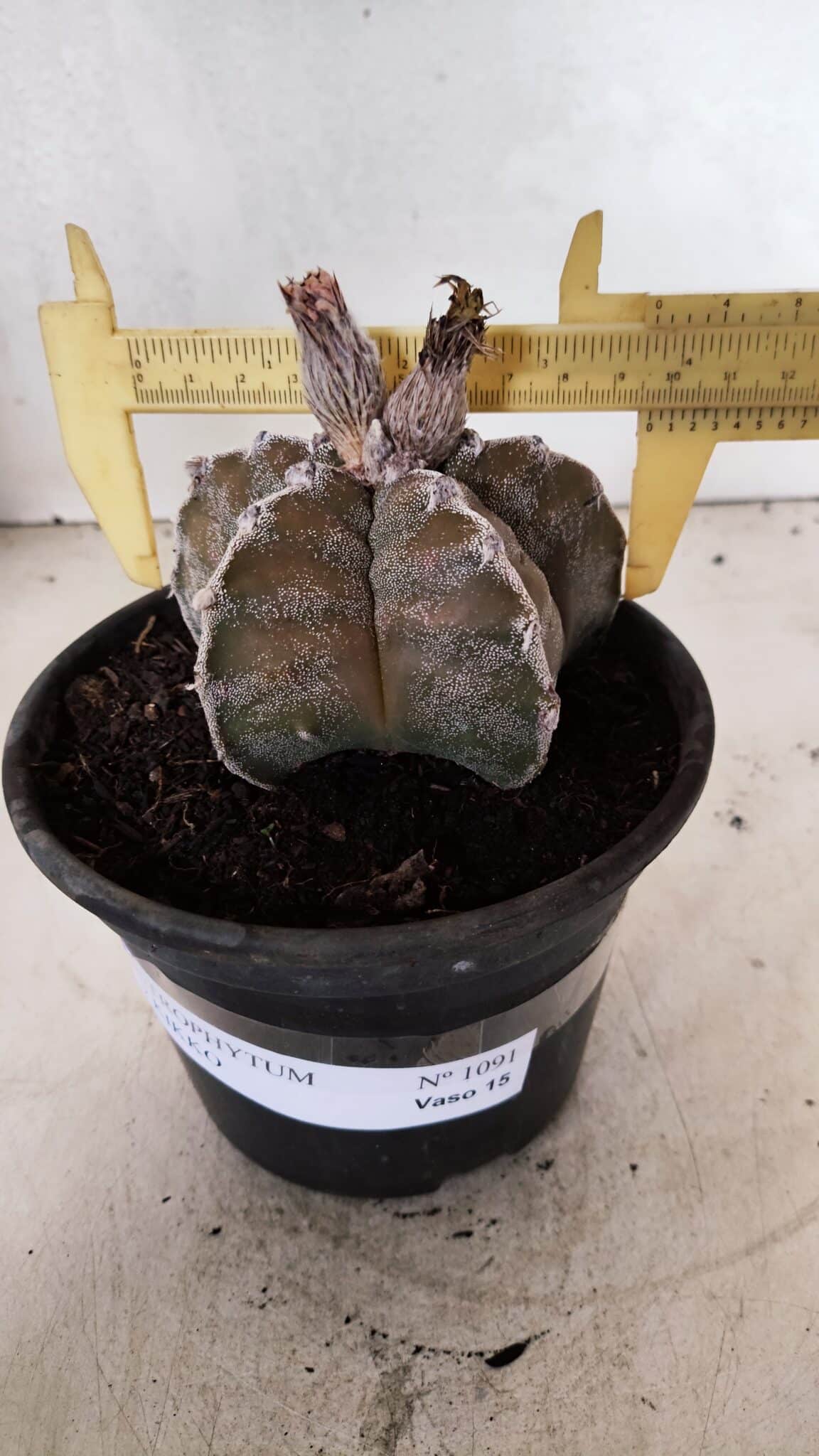 ASTROPHYTUM cv KIKKO Nº 1091 – vaso 15 - foto 4