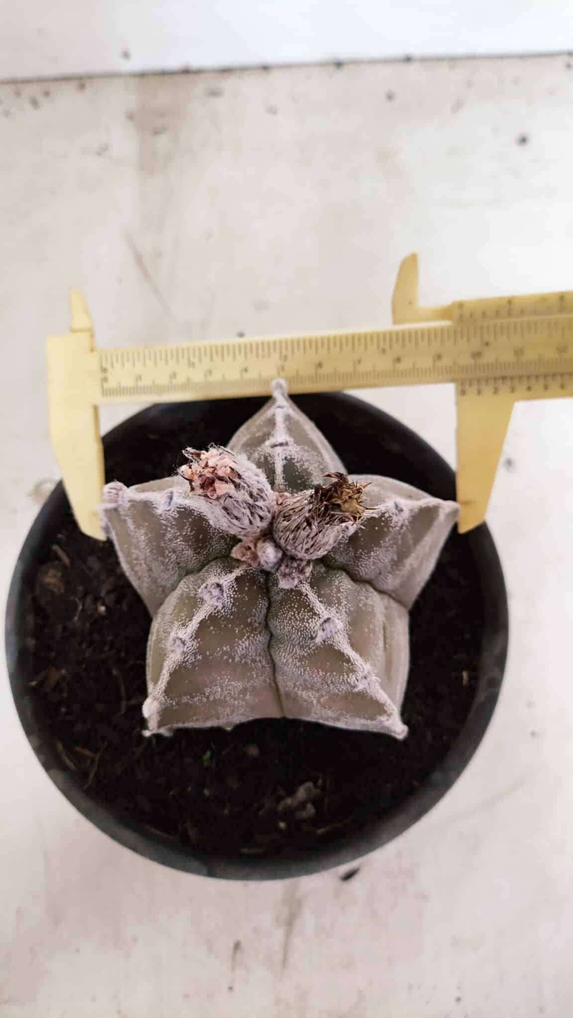 ASTROPHYTUM cv KIKKO Nº 1091 – vaso 15 - foto 5
