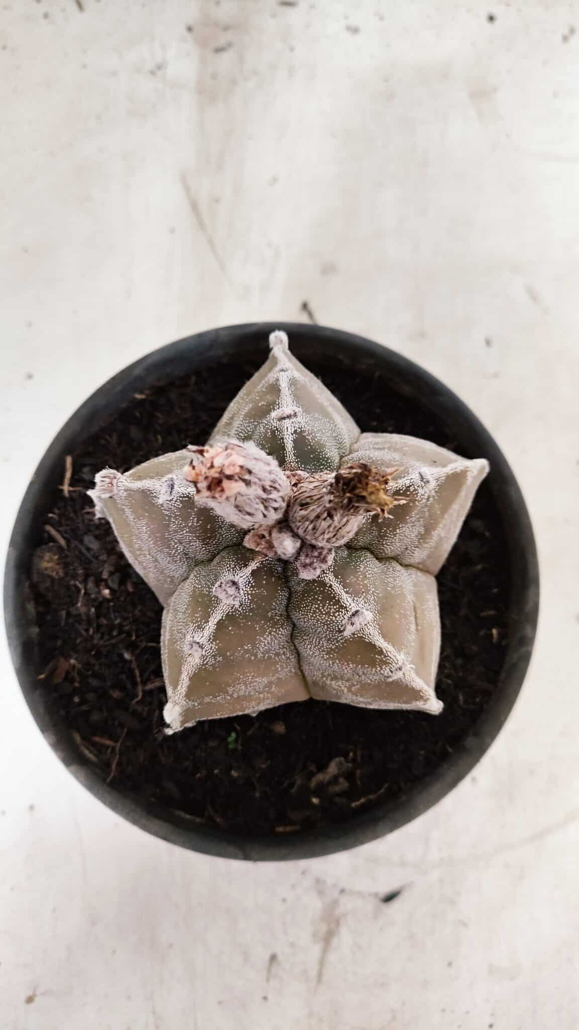 ASTROPHYTUM cv KIKKO Nº 1091 – vaso 15 - foto 3