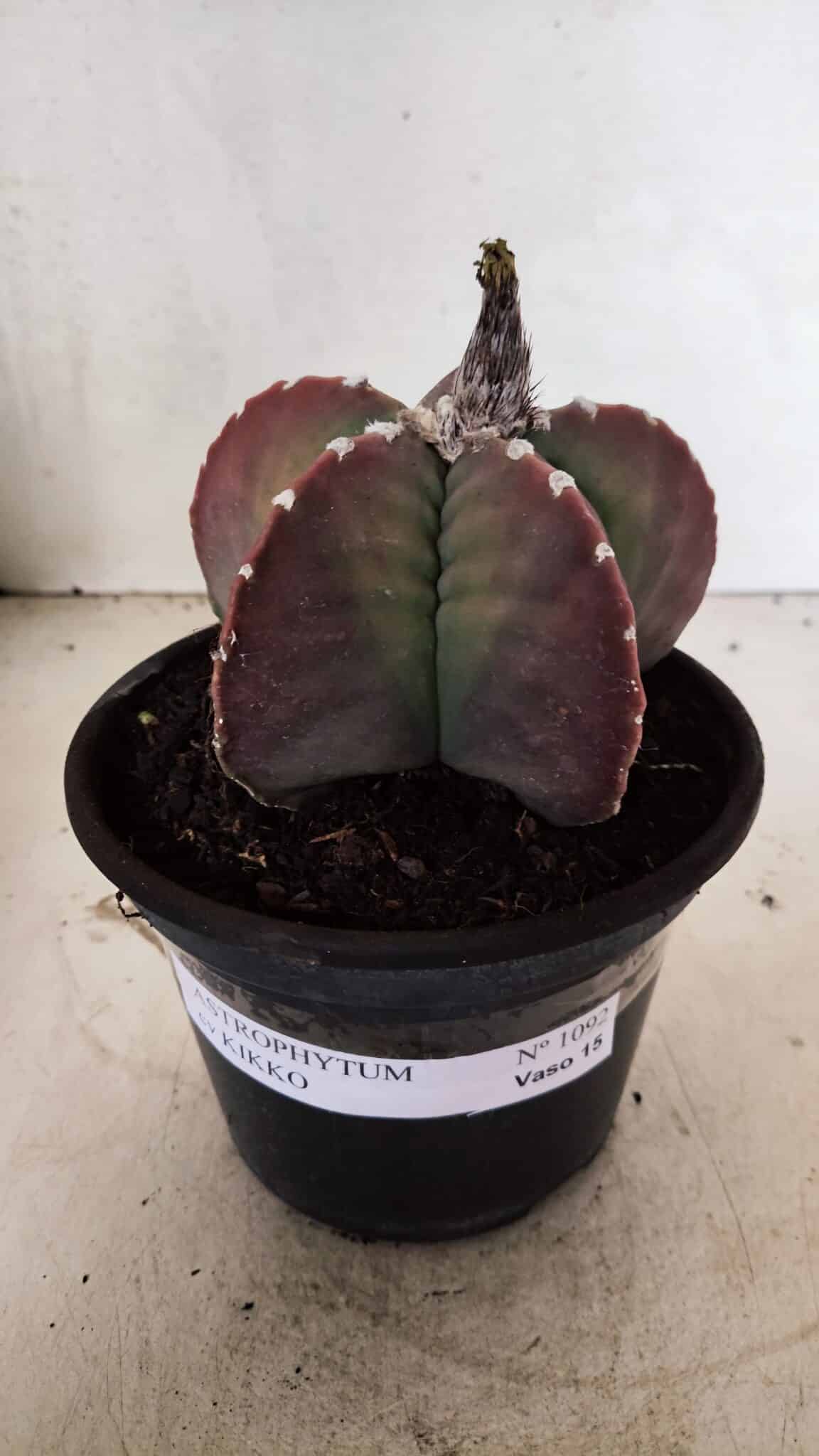 MATRIZ ASTROPHYTUM cv KIKKO Nº 1092 – vaso 15 - foto 2