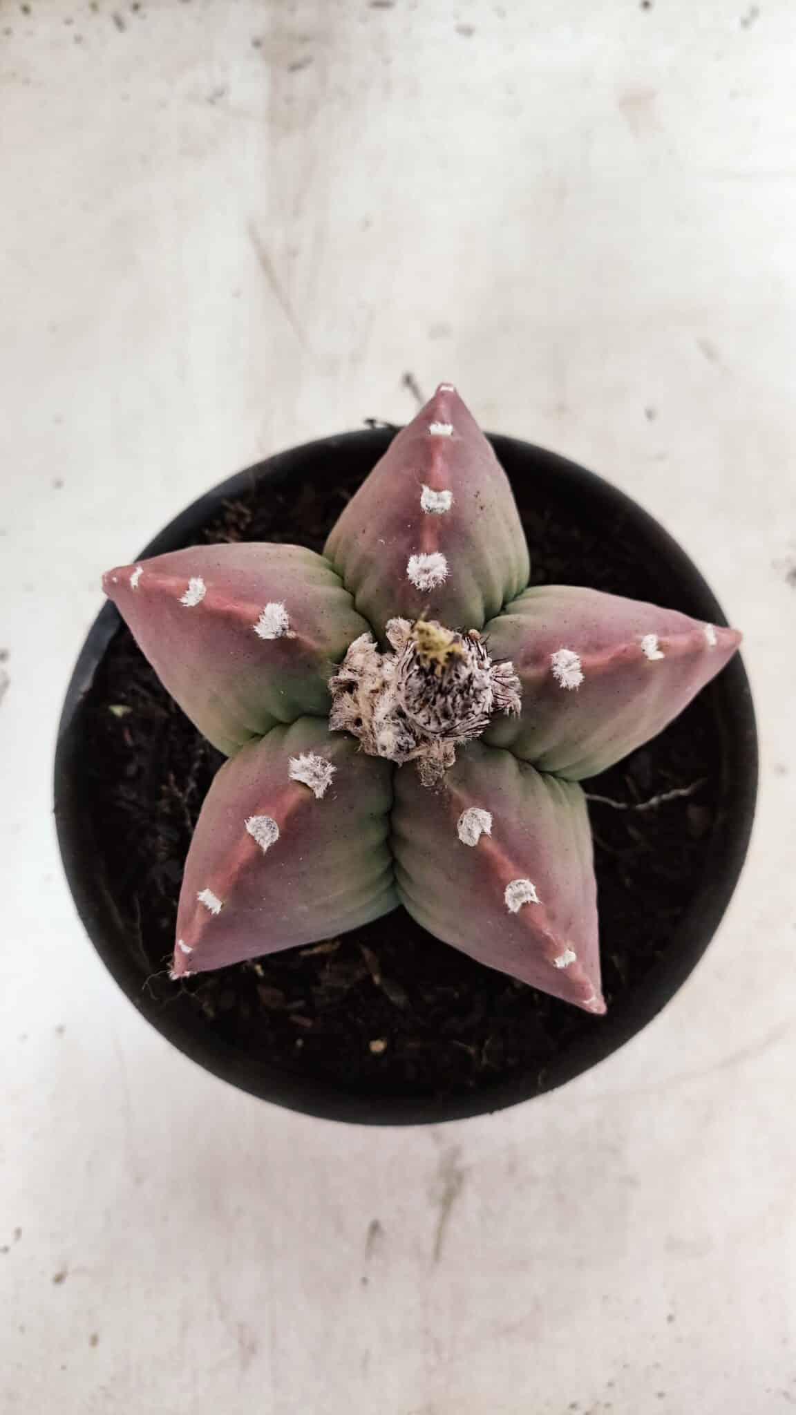 MATRIZ ASTROPHYTUM cv KIKKO Nº 1092 – vaso 15 - foto 3