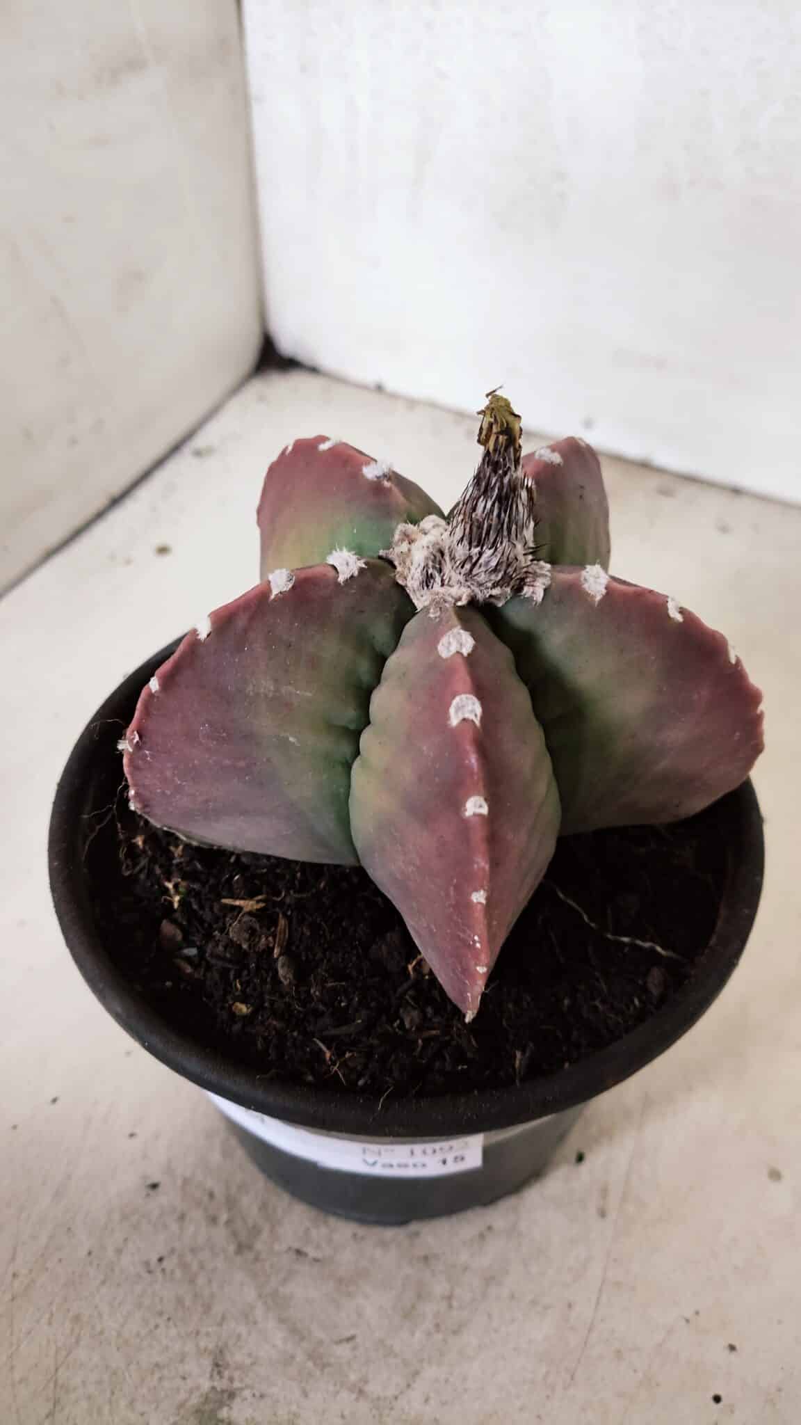 MATRIZ ASTROPHYTUM cv KIKKO Nº 1092 – vaso 15 - foto 8
