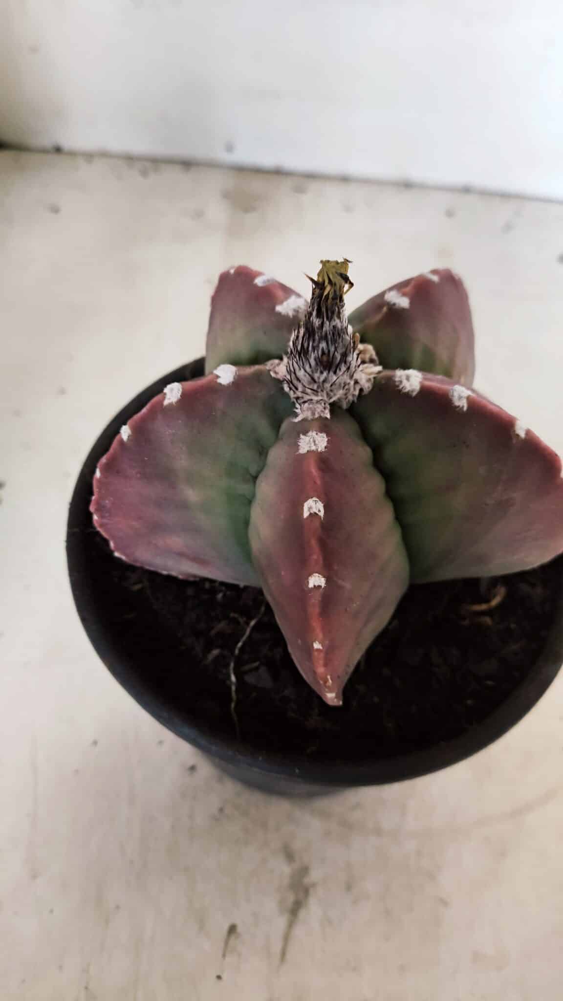 MATRIZ ASTROPHYTUM cv KIKKO Nº 1092 – vaso 15 - foto 7