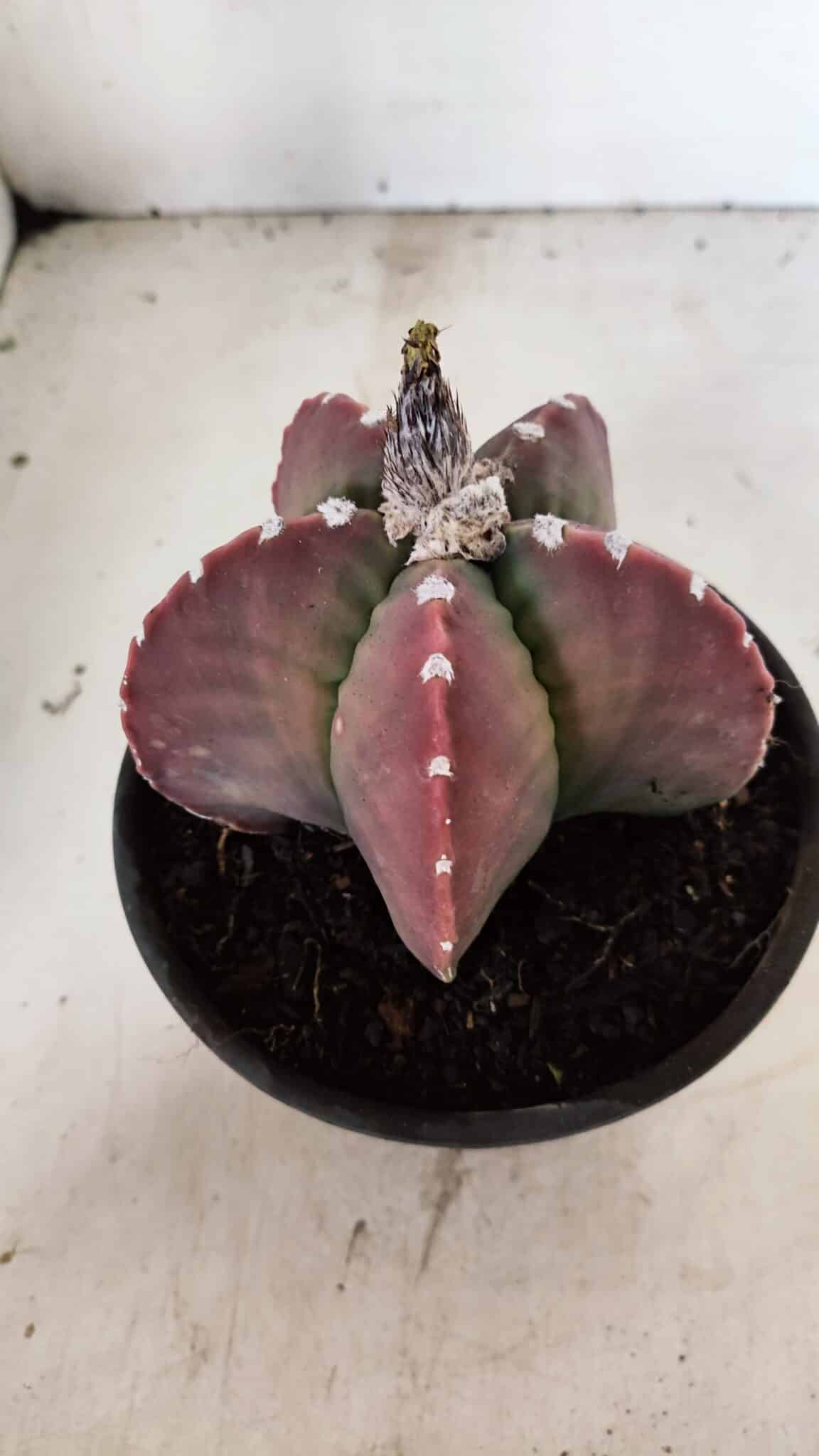 MATRIZ ASTROPHYTUM cv KIKKO Nº 1092 – vaso 15 - foto 6
