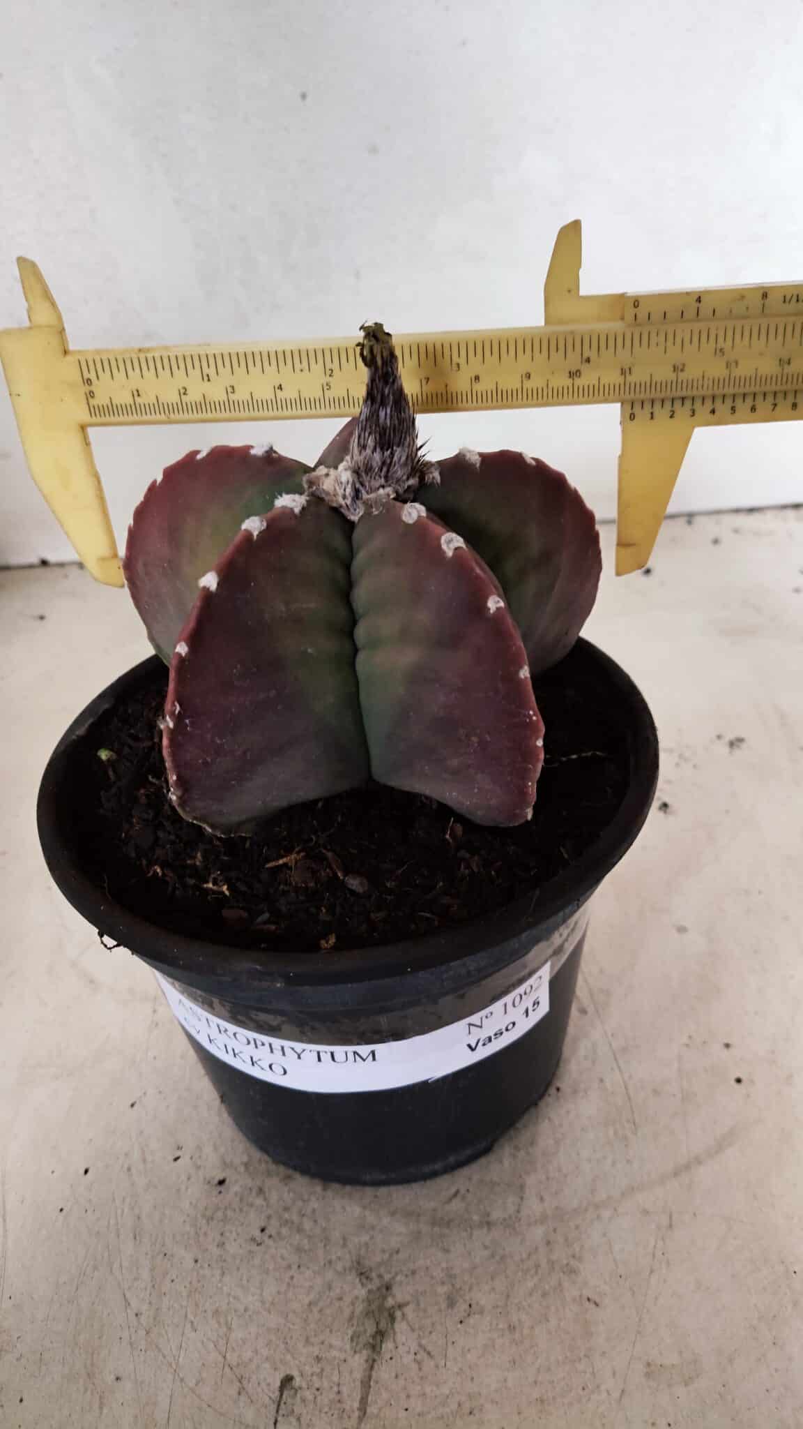 MATRIZ ASTROPHYTUM cv KIKKO Nº 1092 – vaso 15 - foto 4