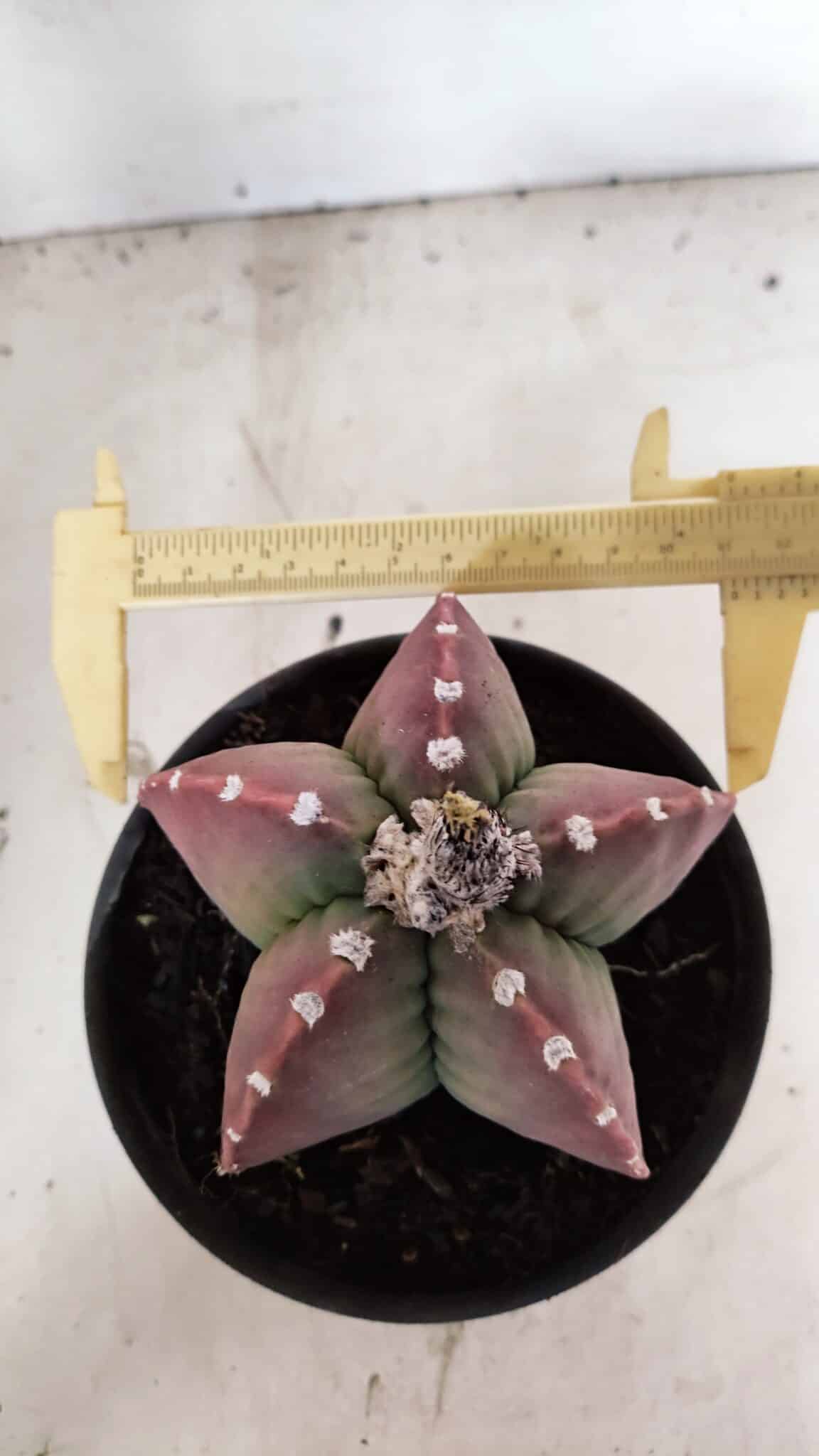 MATRIZ ASTROPHYTUM cv KIKKO Nº 1092 – vaso 15 - foto 5