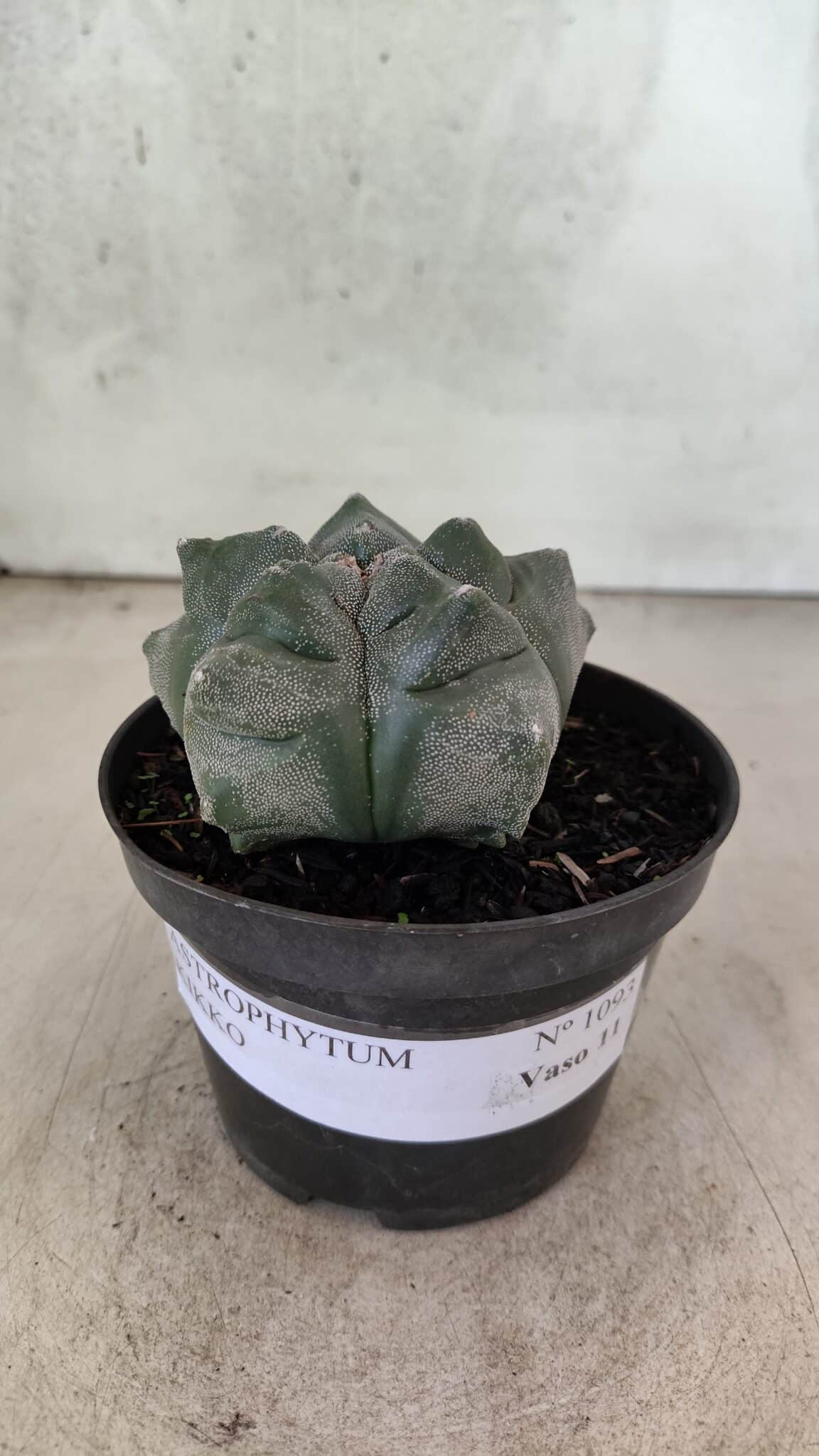 MATRIZ ASTROPHYTUM cv KIKKO  Nº 1093 – vaso 11 - foto 2