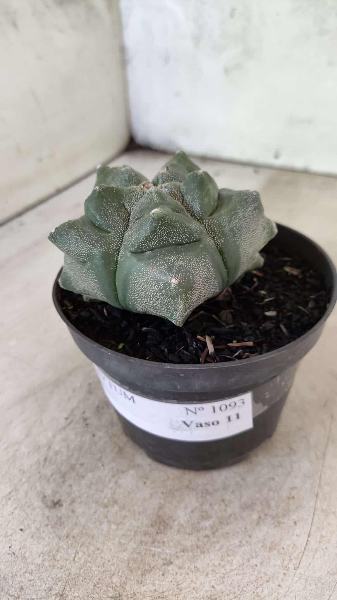 MATRIZ ASTROPHYTUM cv KIKKO  Nº 1093 – vaso 11 - foto 9