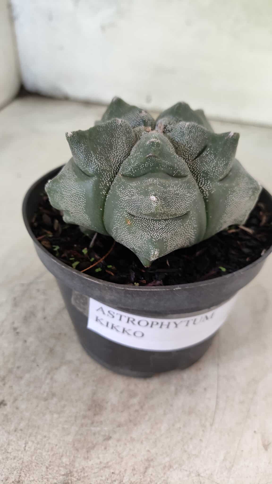 MATRIZ ASTROPHYTUM cv KIKKO  Nº 1093 – vaso 11 - foto 8