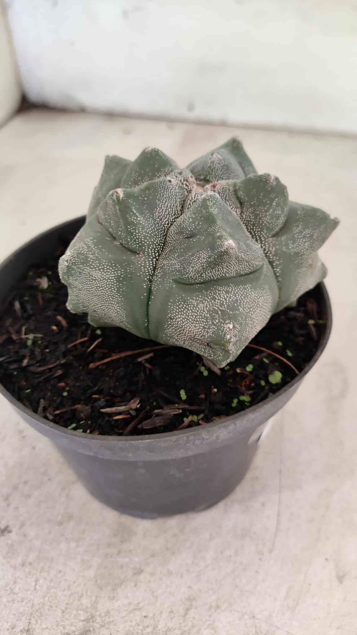 MATRIZ ASTROPHYTUM cv KIKKO  Nº 1093 – vaso 11 - foto 7