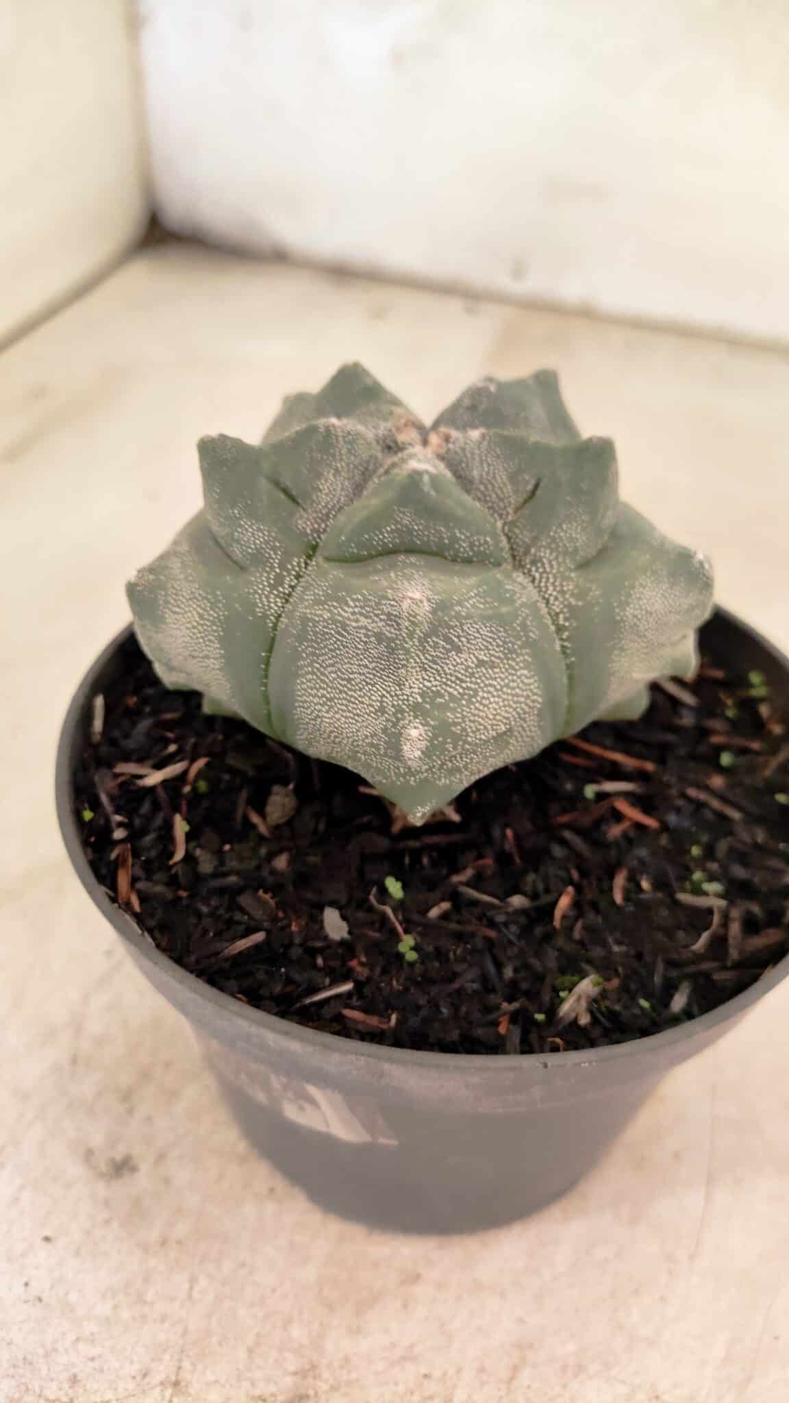 MATRIZ ASTROPHYTUM cv KIKKO  Nº 1093 – vaso 11 - foto 6