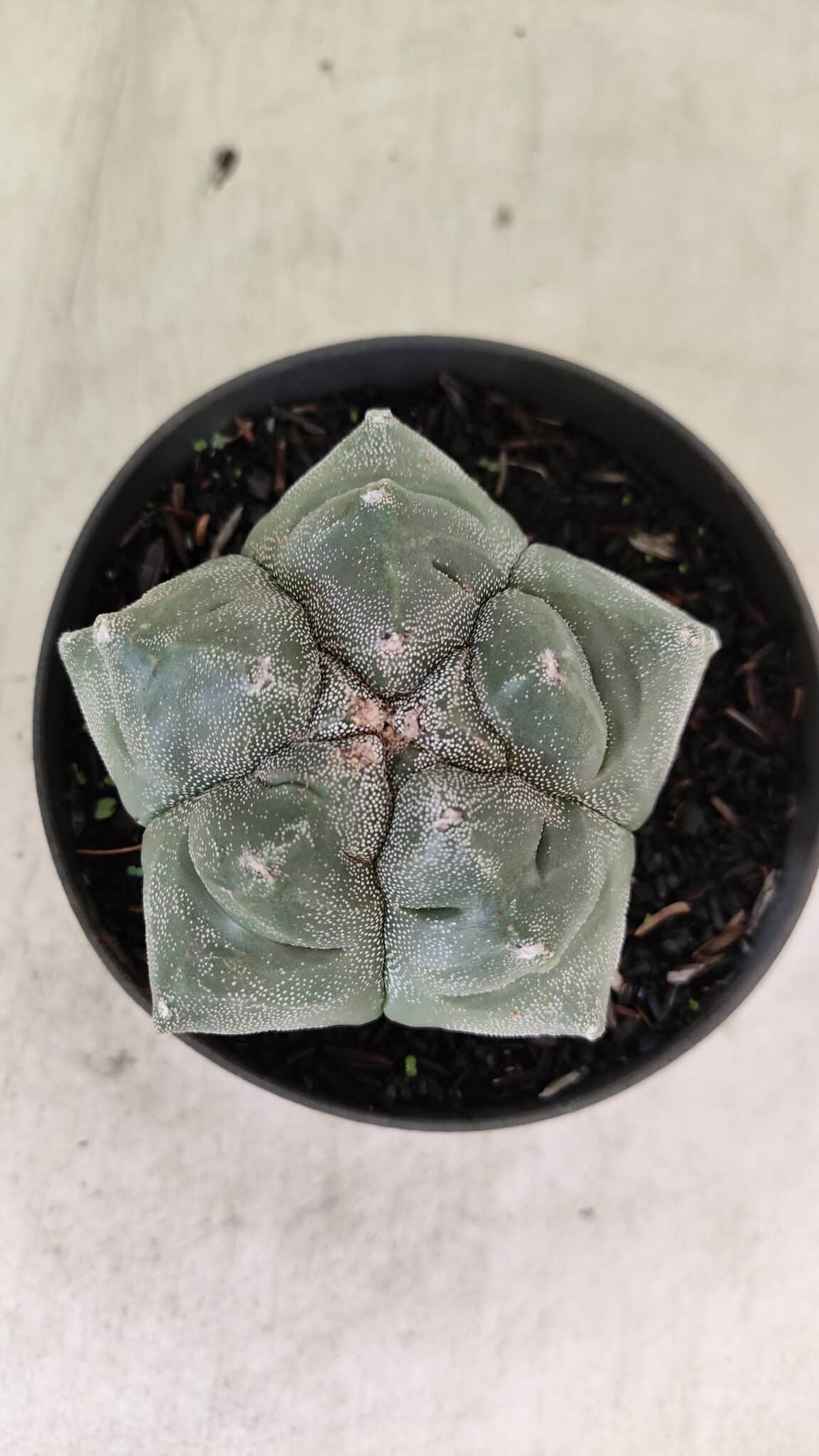 MATRIZ ASTROPHYTUM cv KIKKO  Nº 1093 – vaso 11 - foto 3