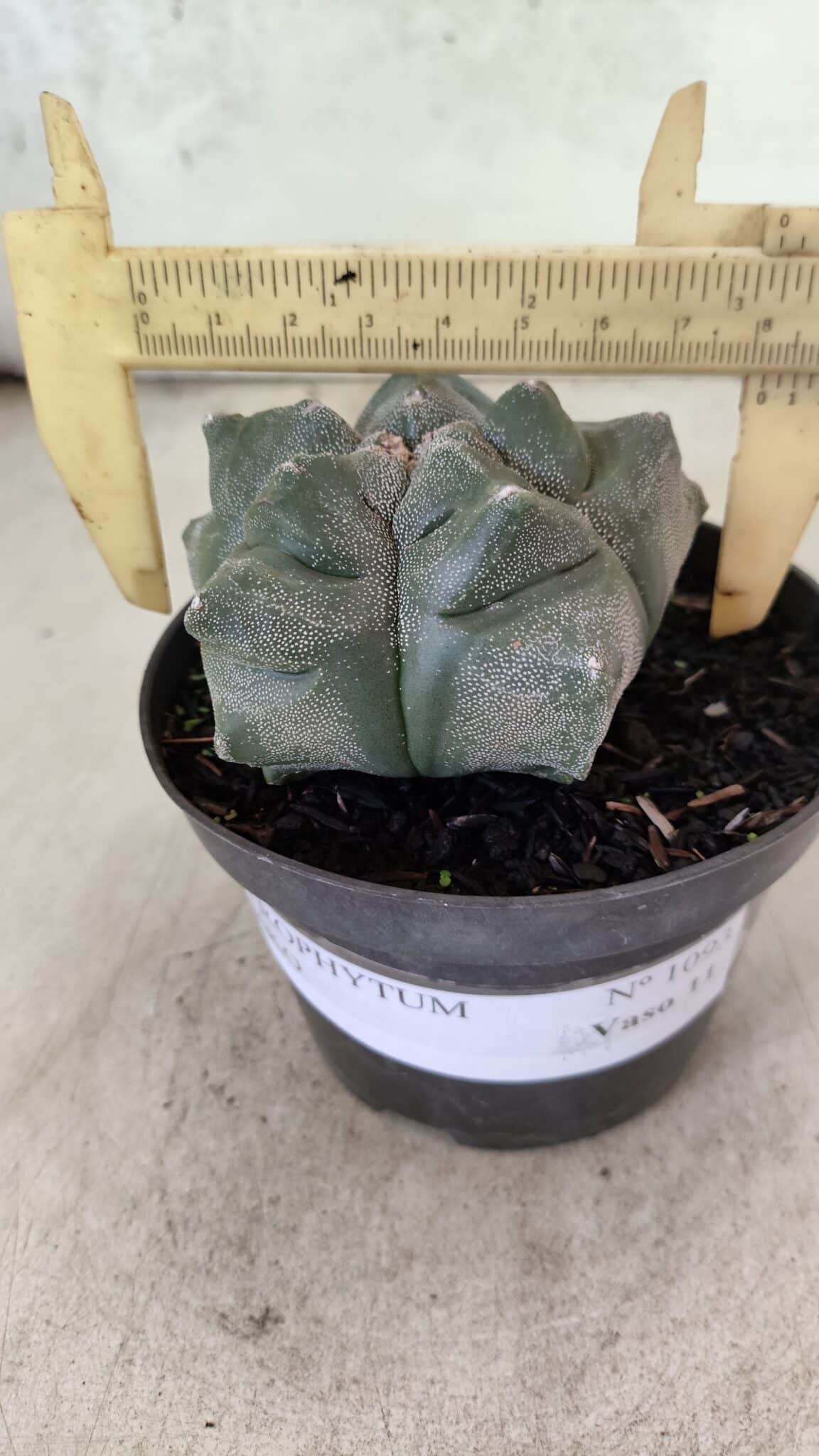 MATRIZ ASTROPHYTUM cv KIKKO  Nº 1093 – vaso 11 - foto 4