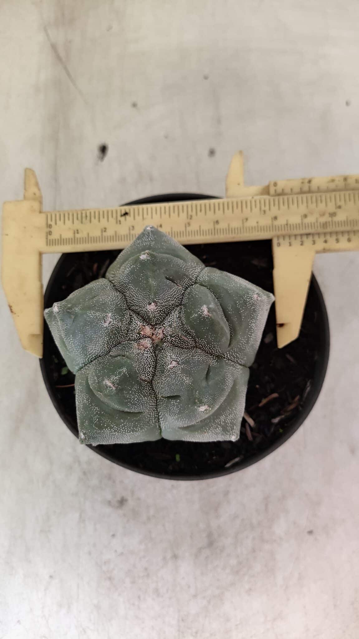MATRIZ ASTROPHYTUM cv KIKKO  Nº 1093 – vaso 11 - foto 5