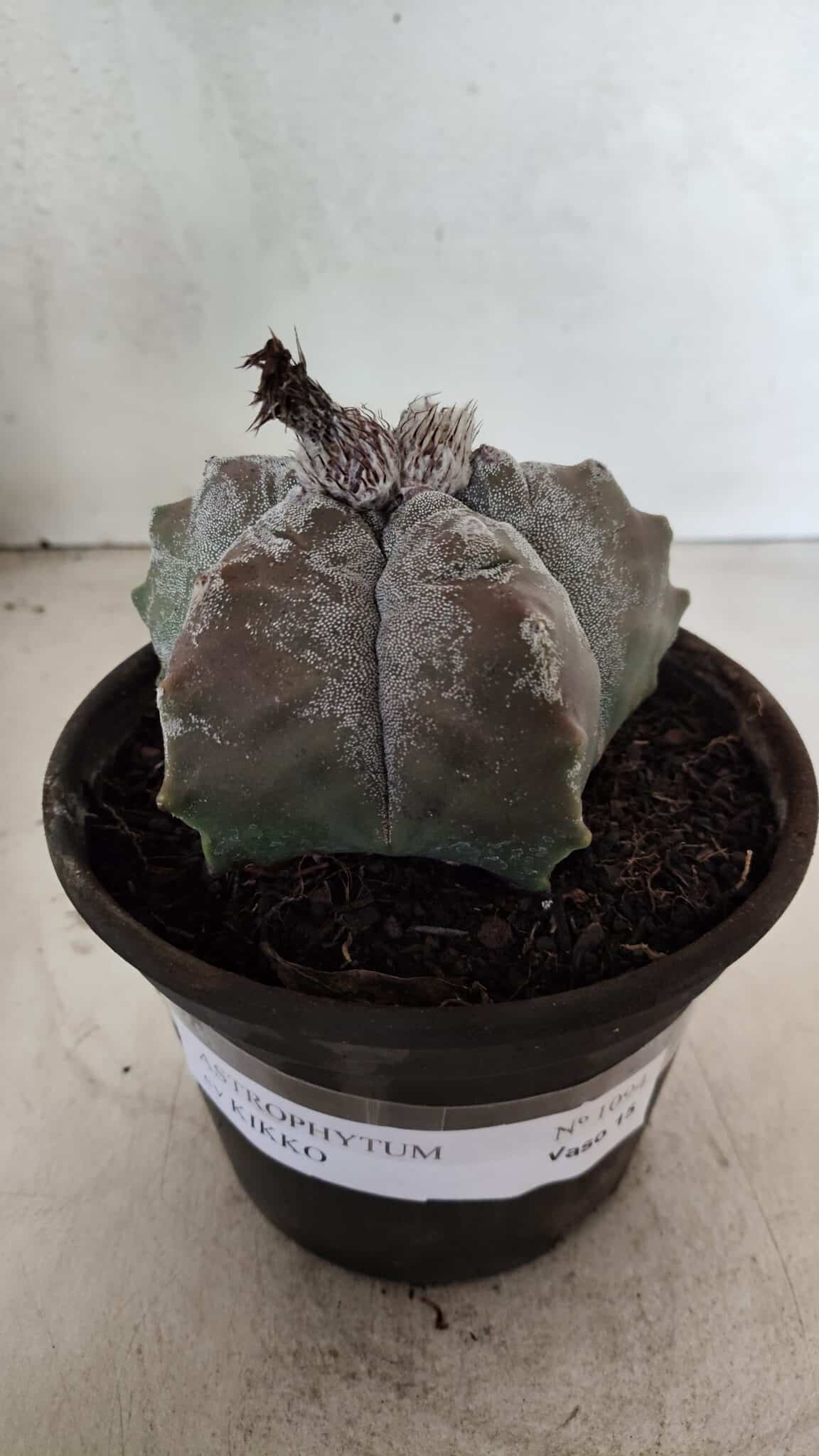 MATRIZ ASTROPHYTUM cv KIKKO Nº 1094 – vaso 15 - foto 2