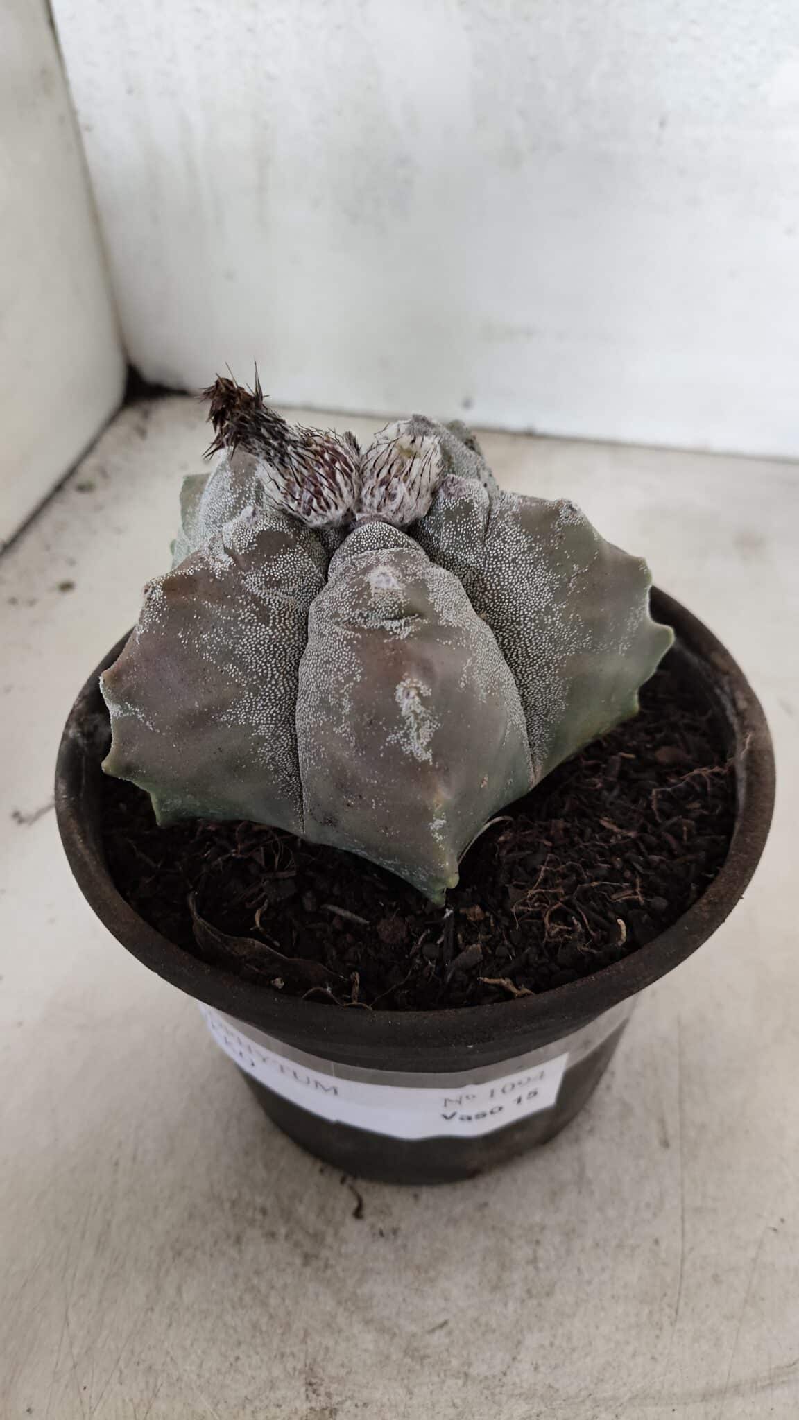 MATRIZ ASTROPHYTUM cv KIKKO Nº 1094 – vaso 15 - foto 9