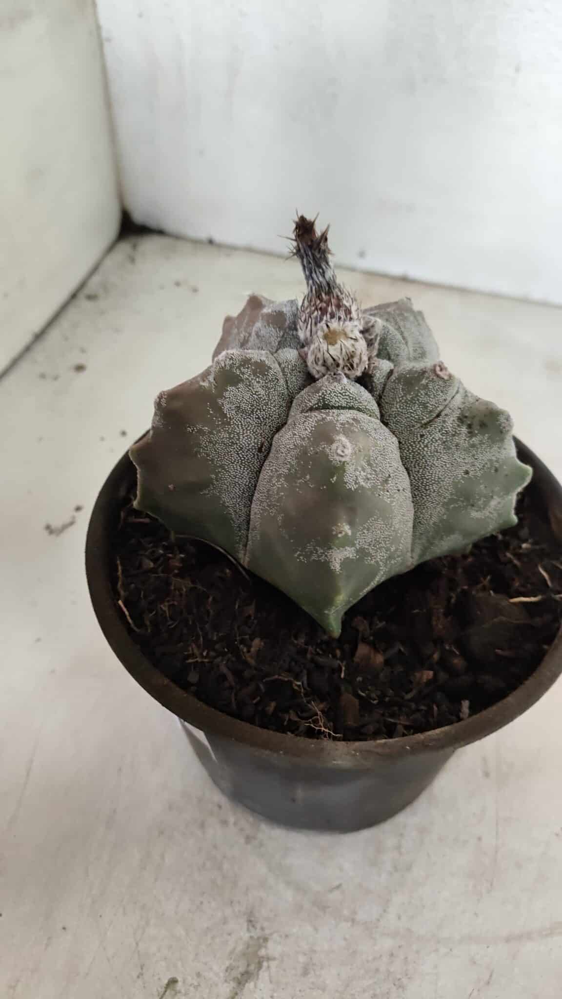 MATRIZ ASTROPHYTUM cv KIKKO Nº 1094 – vaso 15 - foto 8