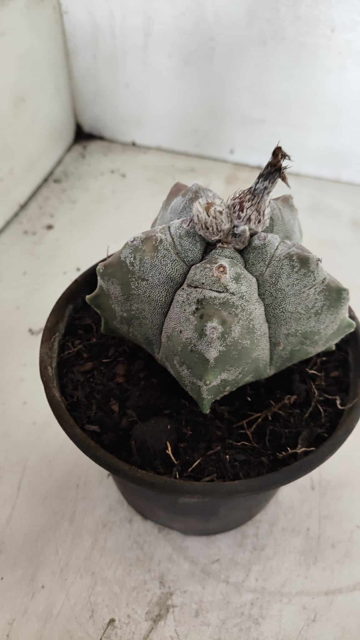 MATRIZ ASTROPHYTUM cv KIKKO Nº 1094 – vaso 15 - foto 7