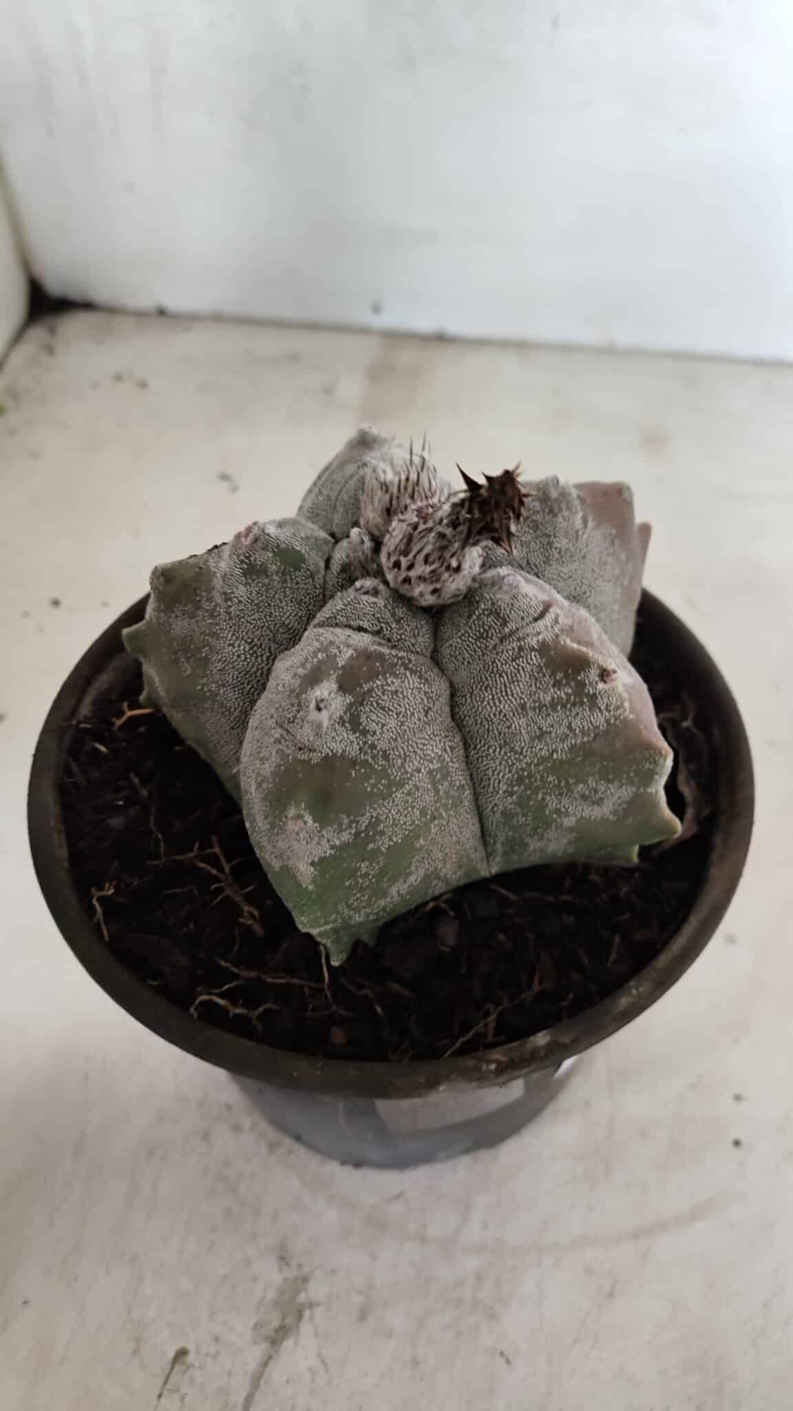 MATRIZ ASTROPHYTUM cv KIKKO Nº 1094 – vaso 15 - foto 6