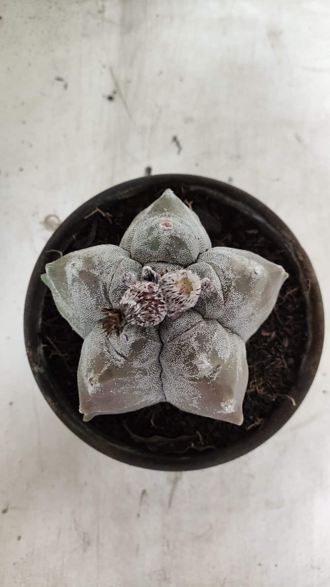 MATRIZ ASTROPHYTUM cv KIKKO Nº 1094 – vaso 15 - foto 3