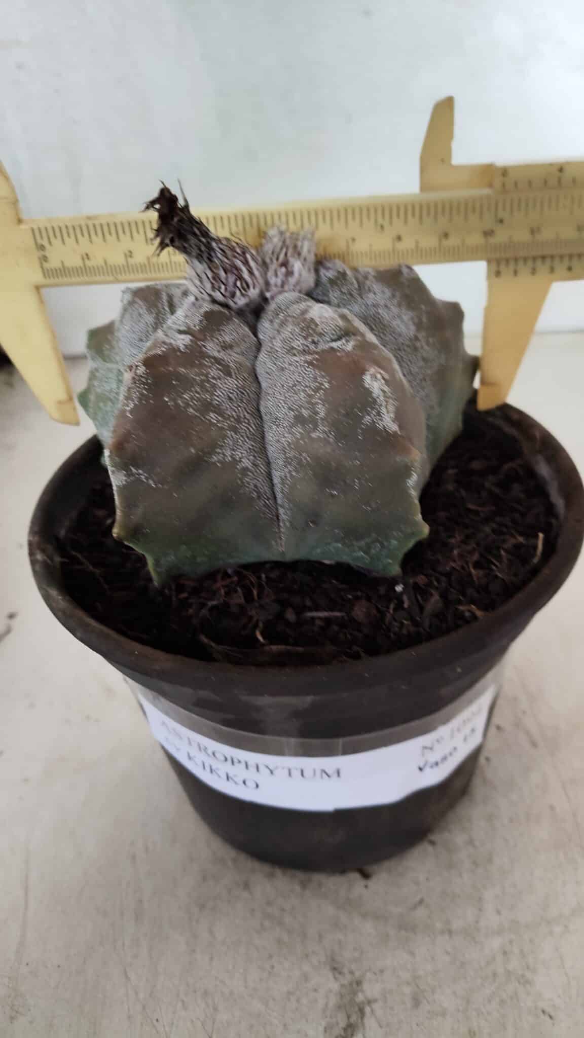 MATRIZ ASTROPHYTUM cv KIKKO Nº 1094 – vaso 15 - foto 4