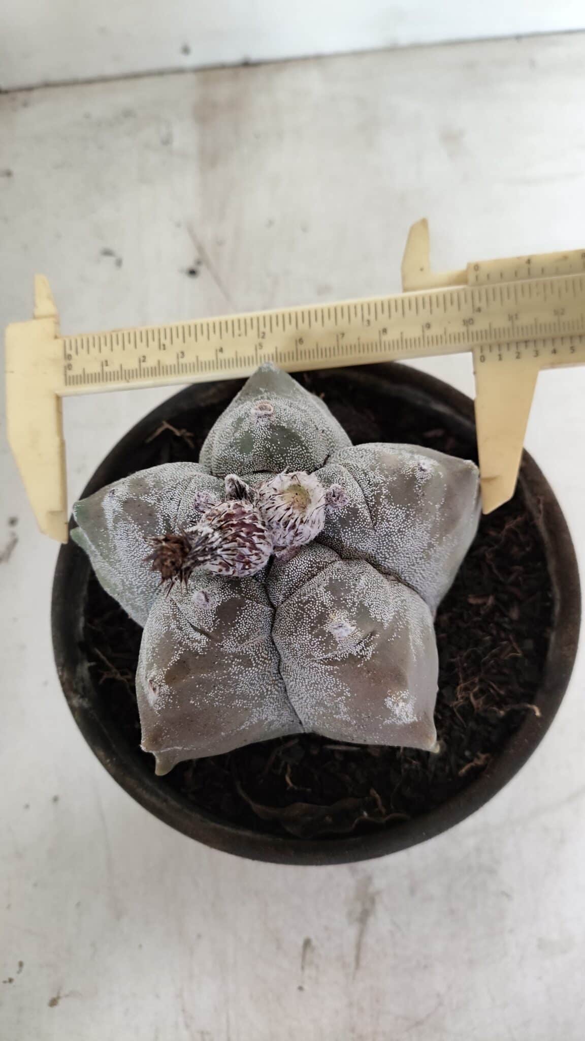 MATRIZ ASTROPHYTUM cv KIKKO Nº 1094 – vaso 15 - foto 5