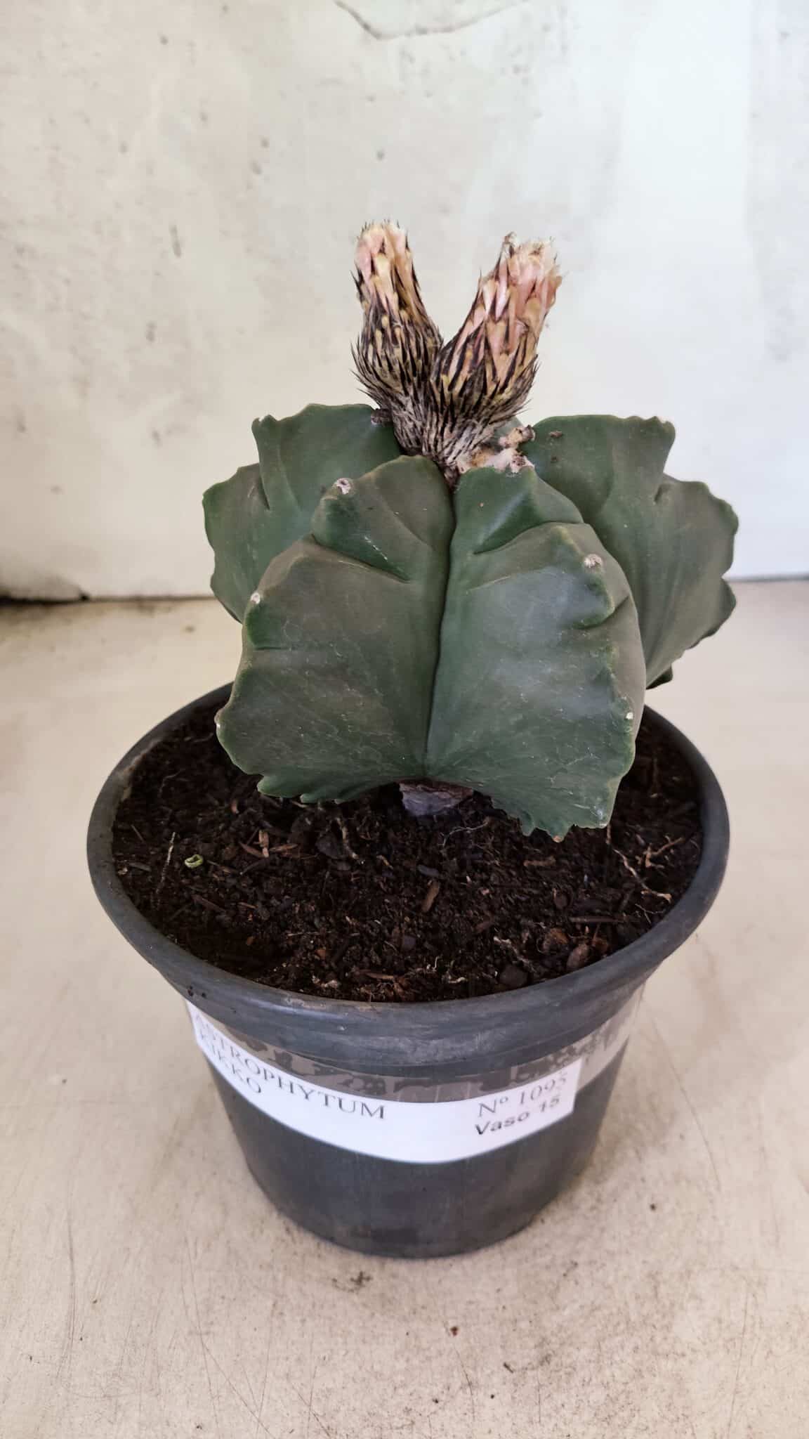 MATRIZ ASTROPHYTUM cv KIKKO  Nº 1095 – vaso 15 - foto 2