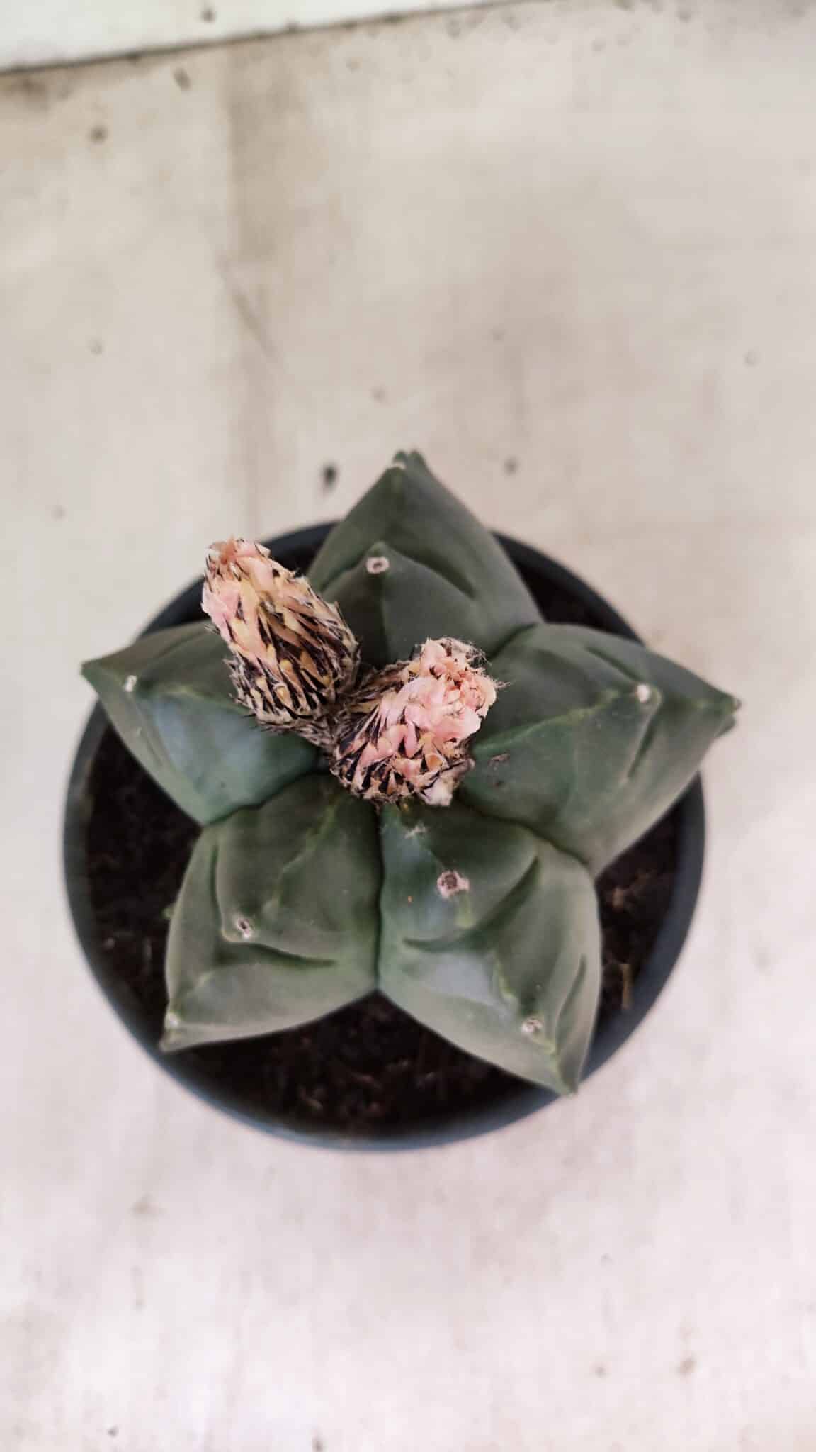 MATRIZ ASTROPHYTUM cv KIKKO  Nº 1095 – vaso 15 - foto 3