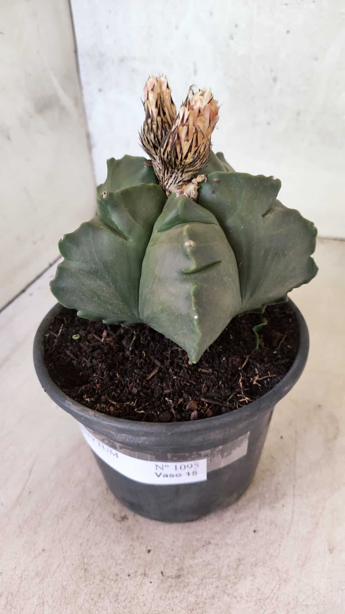 MATRIZ ASTROPHYTUM cv KIKKO  Nº 1095 – vaso 15 - foto 10