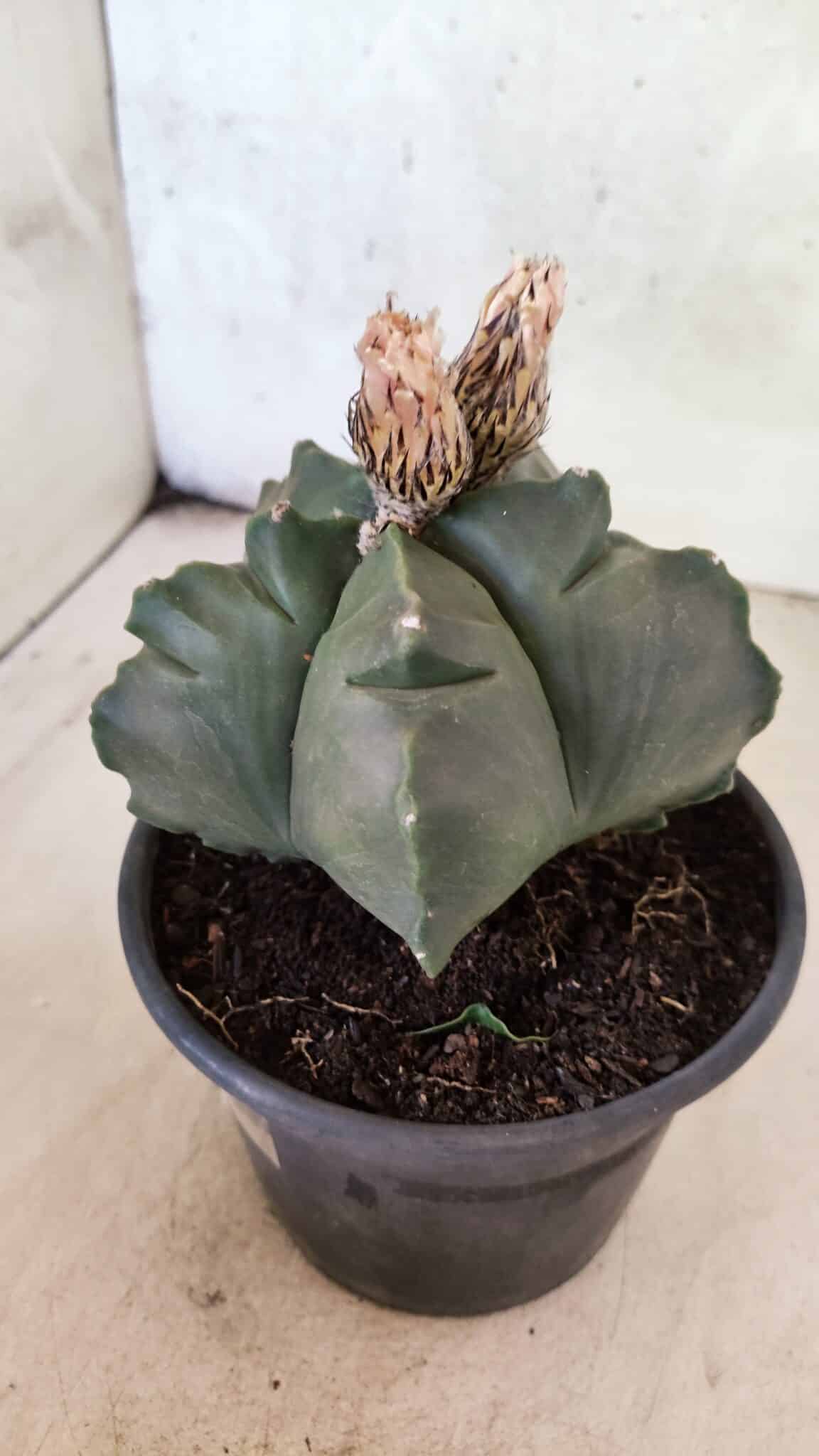 MATRIZ ASTROPHYTUM cv KIKKO  Nº 1095 – vaso 15 - foto 9