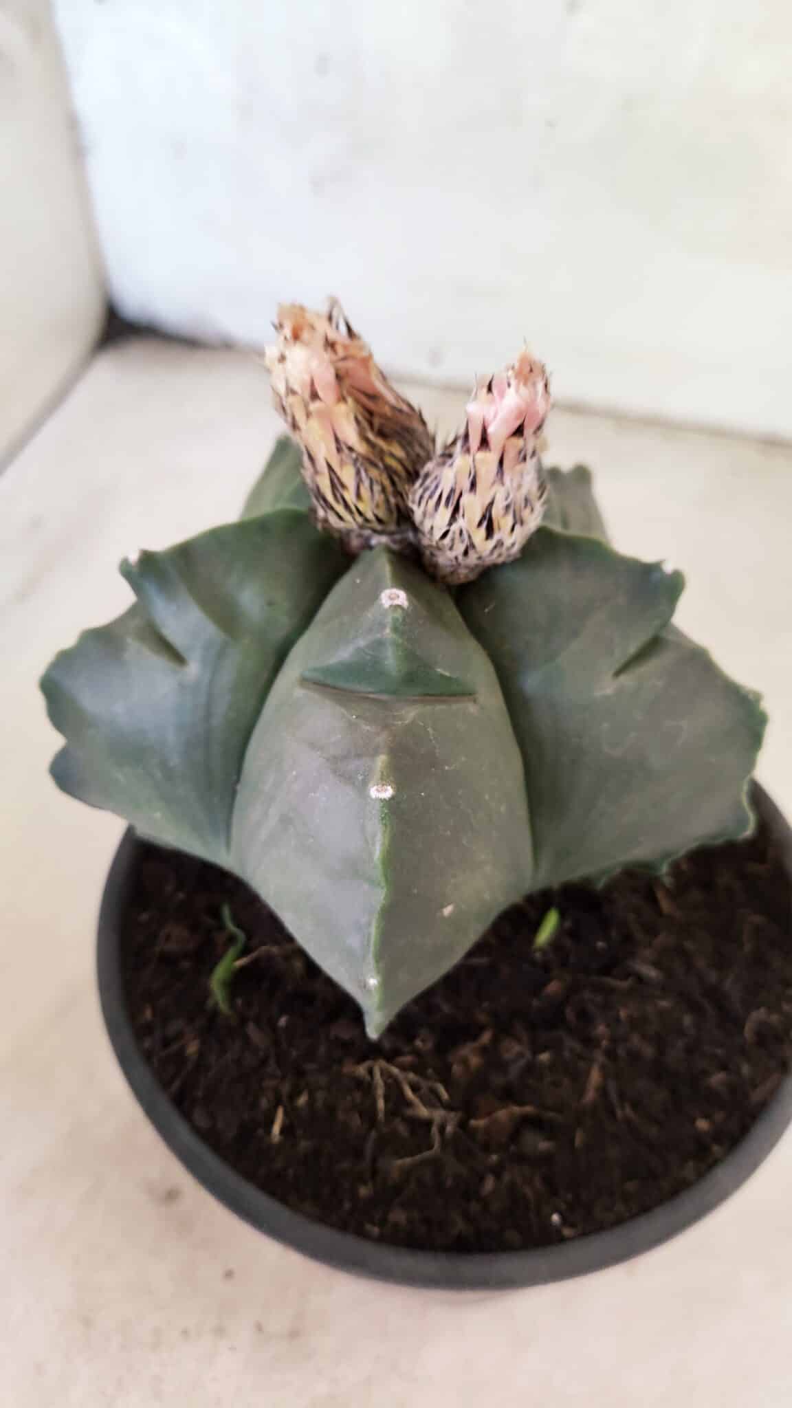 MATRIZ ASTROPHYTUM cv KIKKO  Nº 1095 – vaso 15 - foto 8