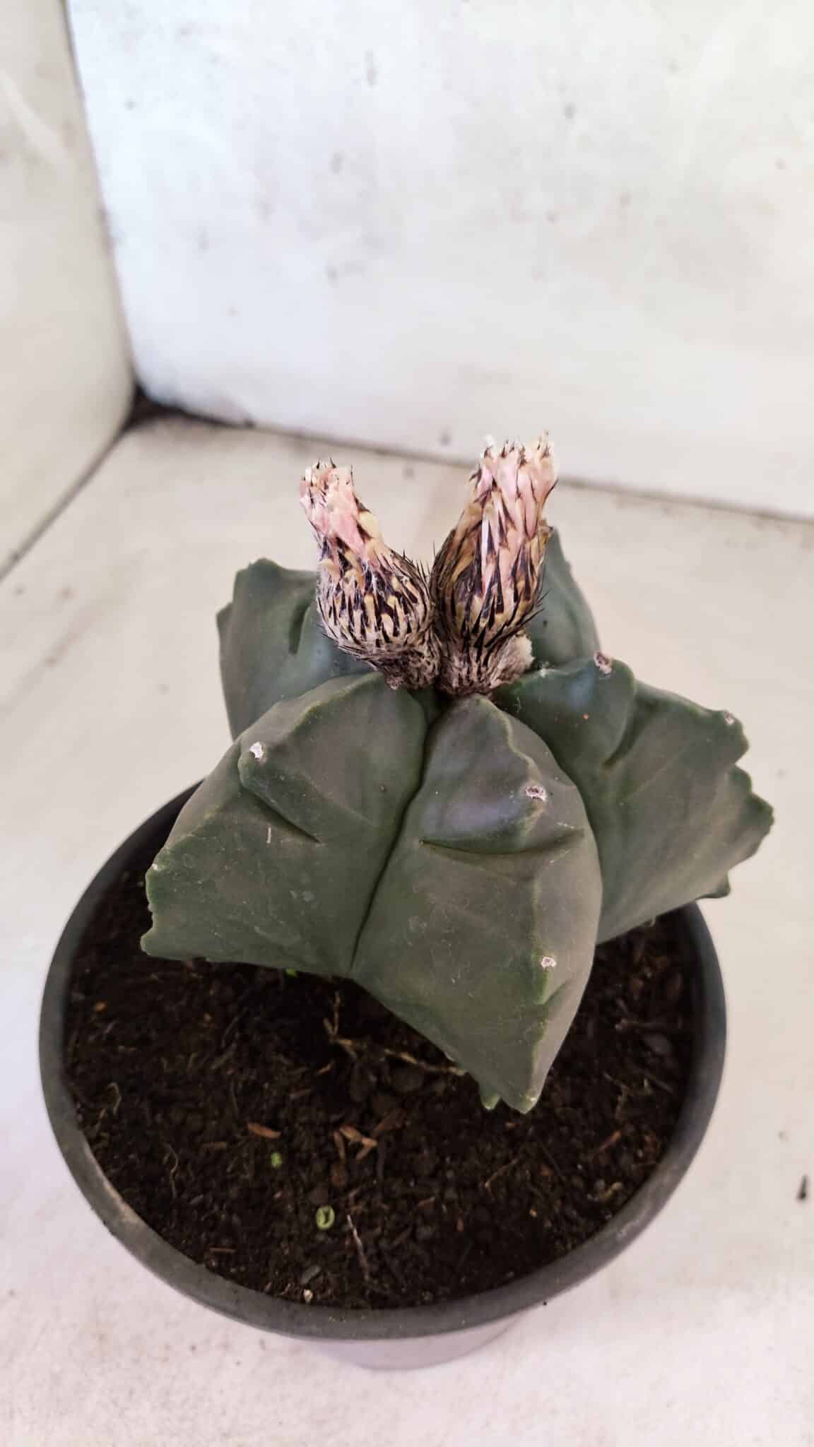 MATRIZ ASTROPHYTUM cv KIKKO  Nº 1095 – vaso 15 - foto 7