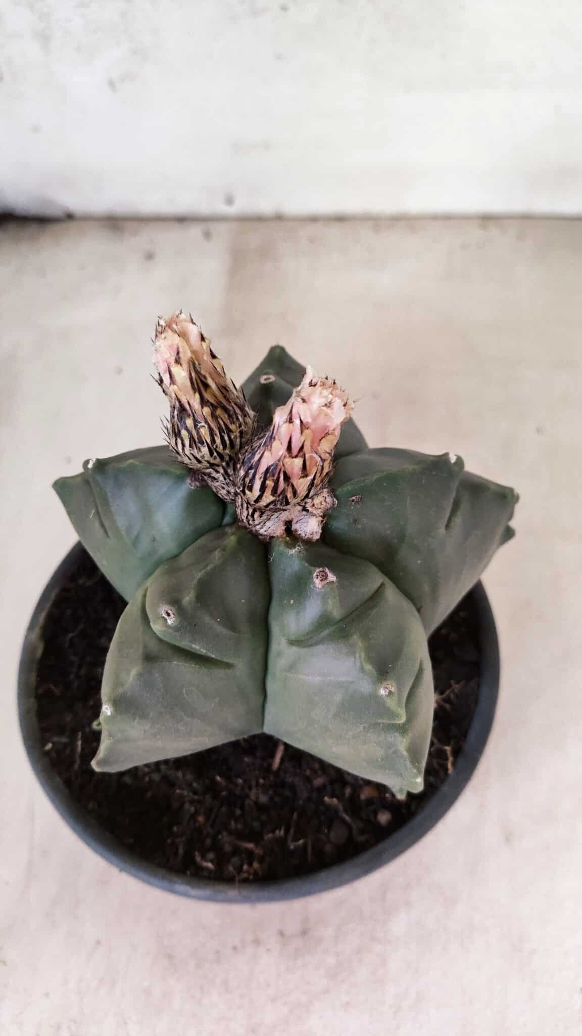 MATRIZ ASTROPHYTUM cv KIKKO  Nº 1095 – vaso 15 - foto 6