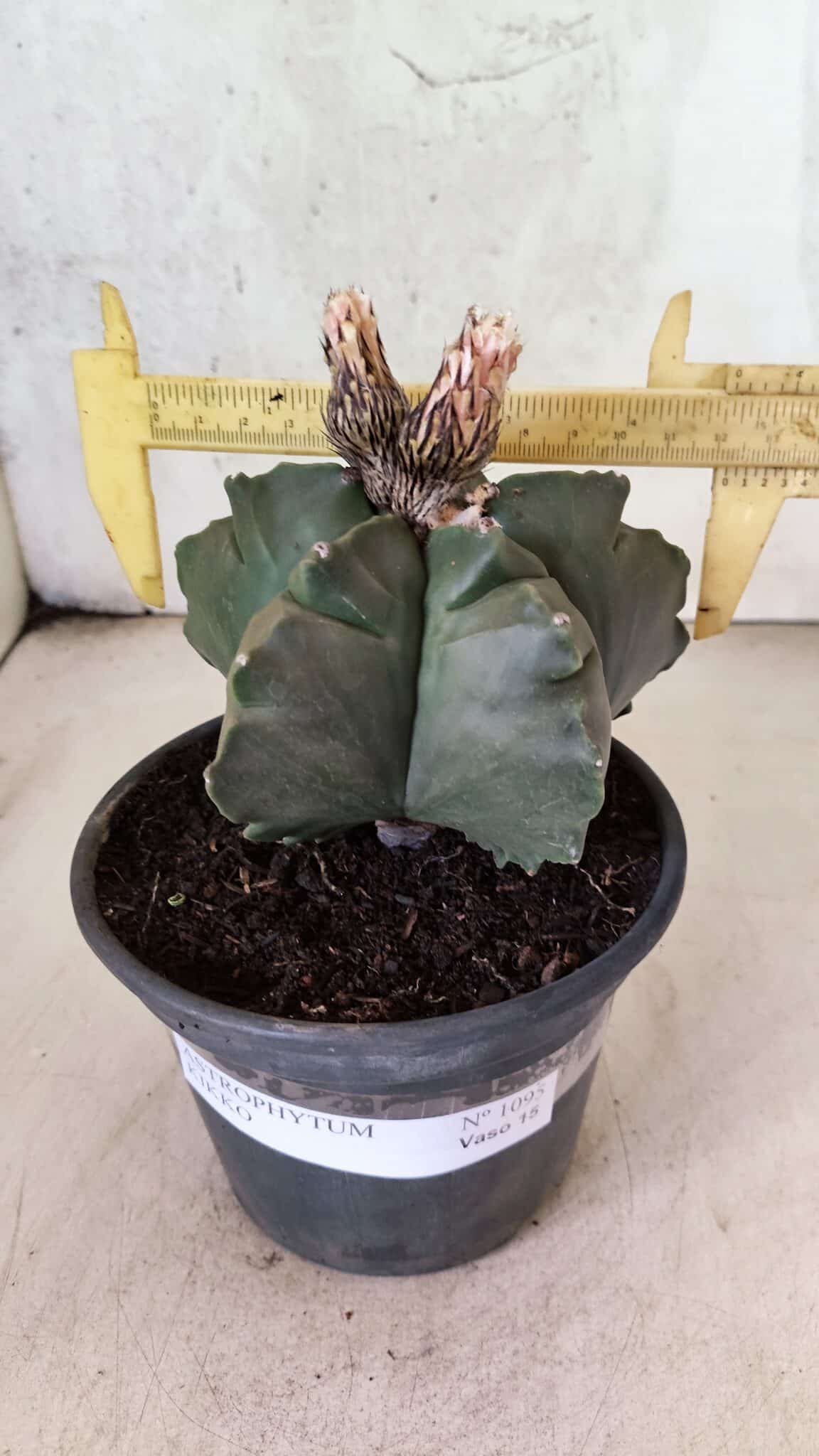 MATRIZ ASTROPHYTUM cv KIKKO  Nº 1095 – vaso 15 - foto 4