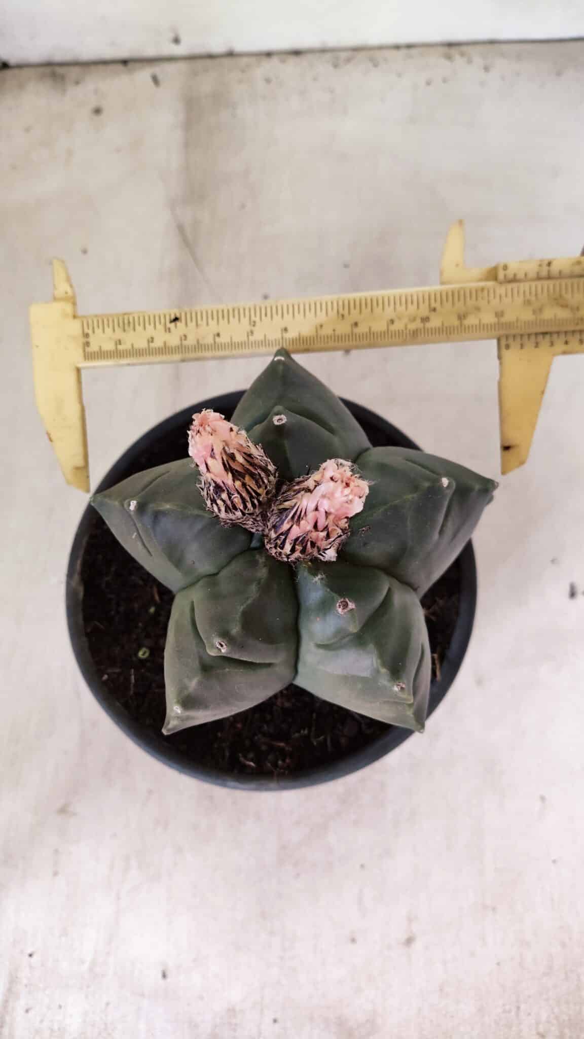 MATRIZ ASTROPHYTUM cv KIKKO  Nº 1095 – vaso 15 - foto 5